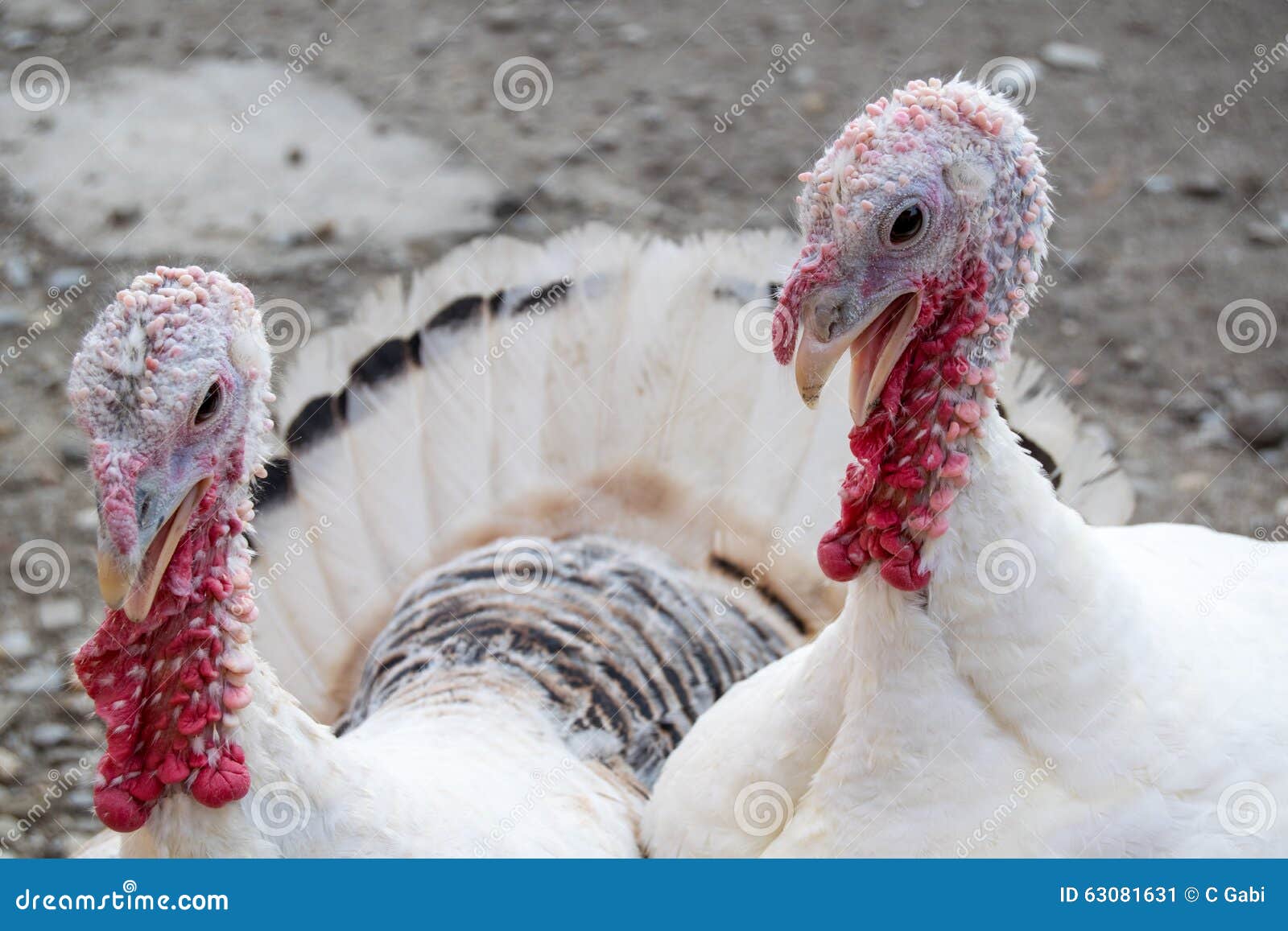 Two turkey hens stock image. Image of autumn, angry, hens 63081631