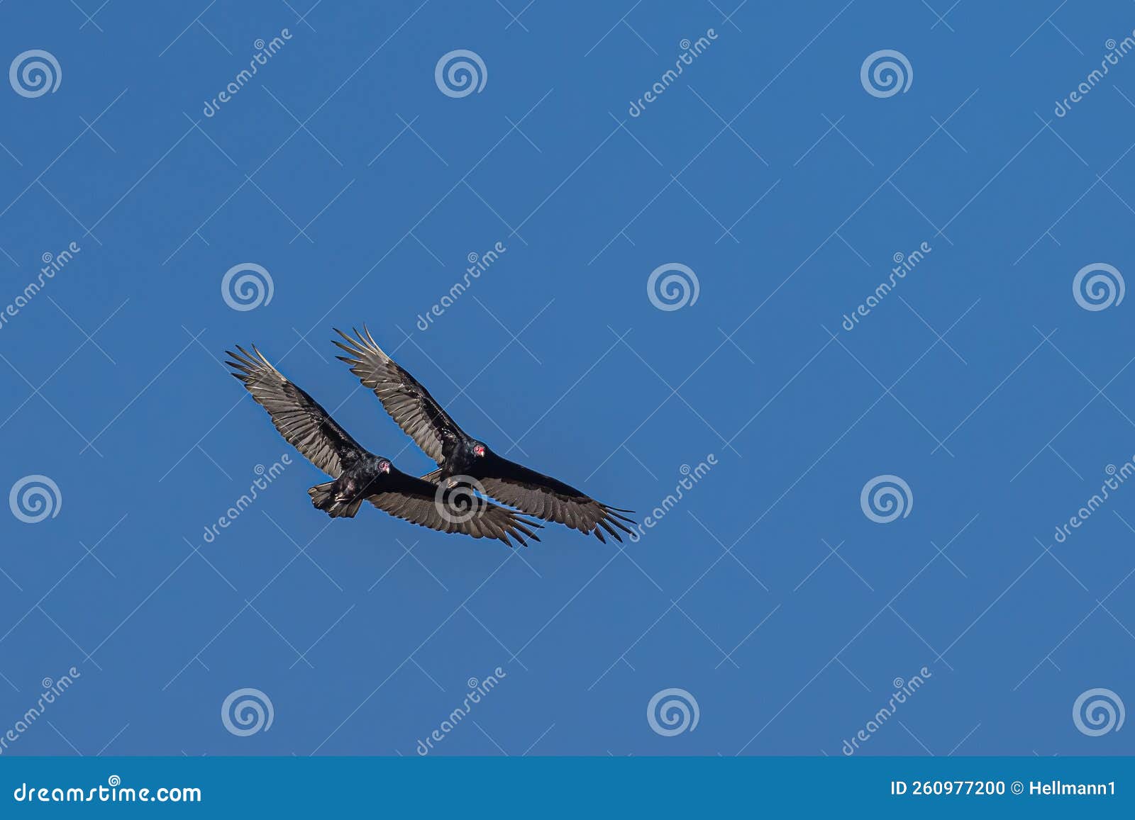 Two Turkey Vultures stock photo. Image of vulture, wildlife 260977200