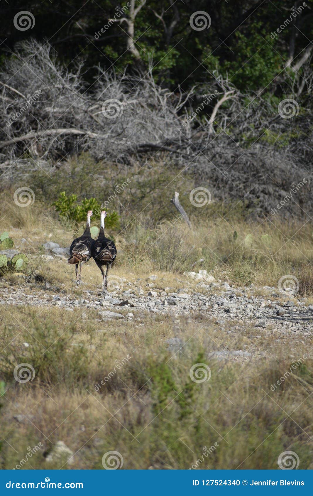 Two Turkeys Running in the Wild Stock Photo Image of isolated, event