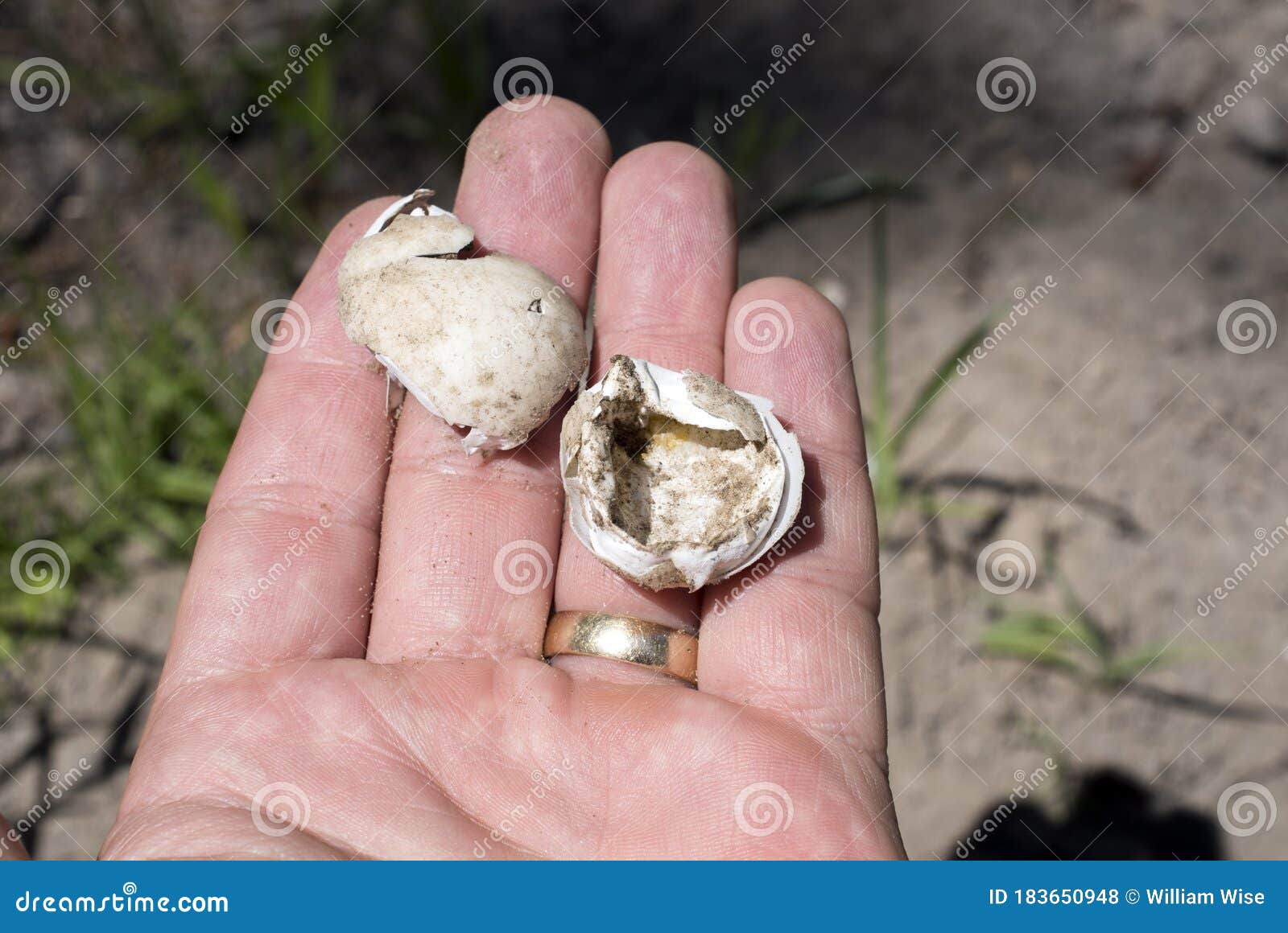 turtle eggs shells broke open by predator held in hand