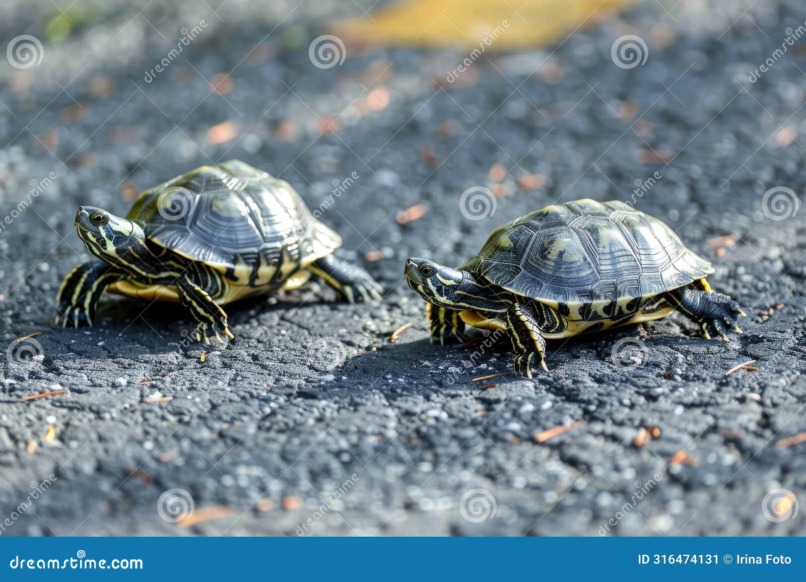 two turtles on asphalt attentive to surroundings.