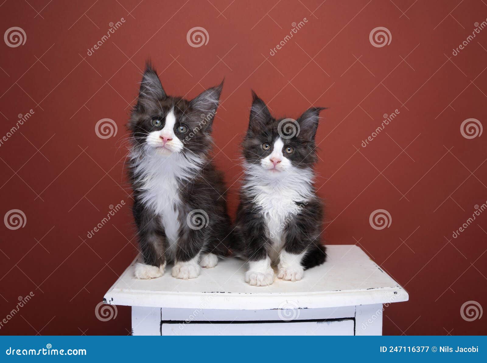 Two Tuxedo Maine Coon Kitten Siblings Side by Side Stock Image - Image ...