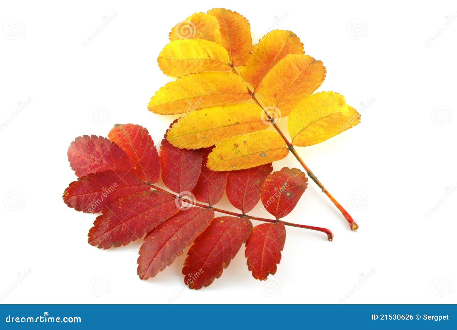 Two twigs of rowan-tree stock photo. Image of foliage - 21530626