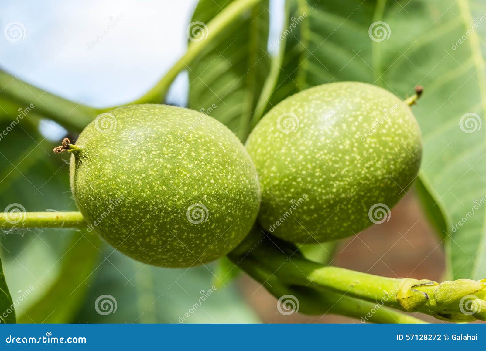 Two Unripe Green Walnuts, Macro Stock Photo Image of farming