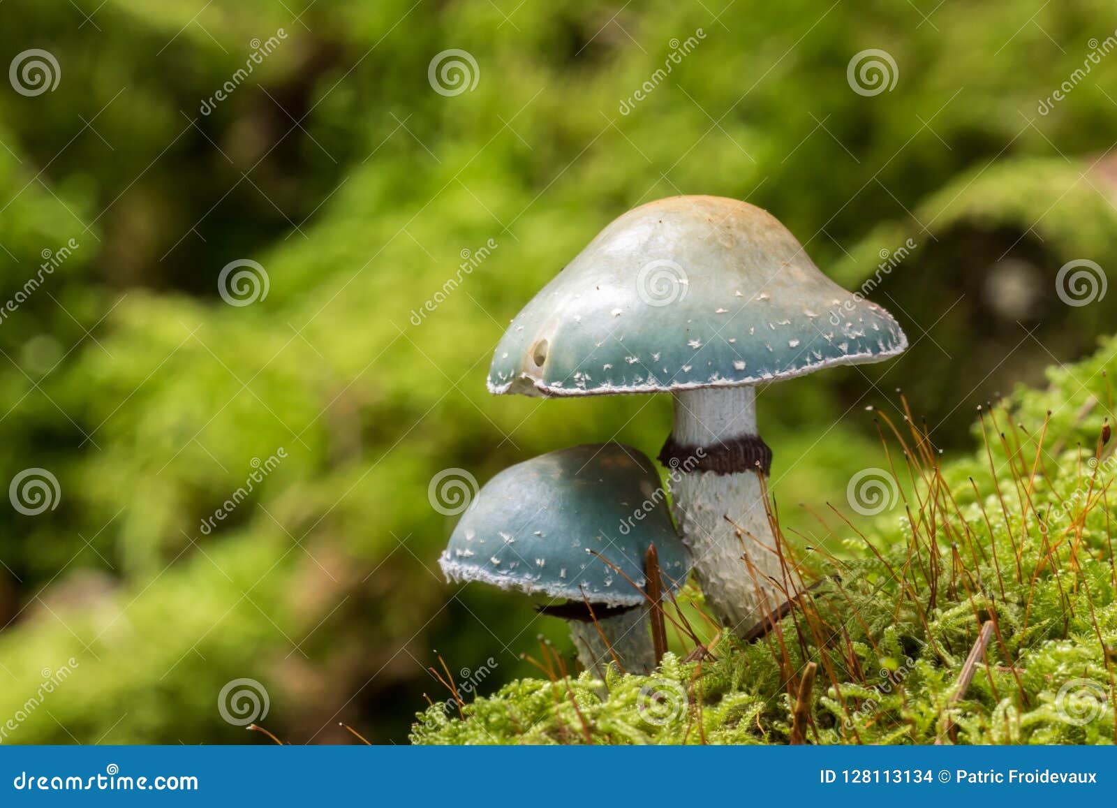 two verdigris agarics mushrooms - stropharia aeruginosa - growing in moss