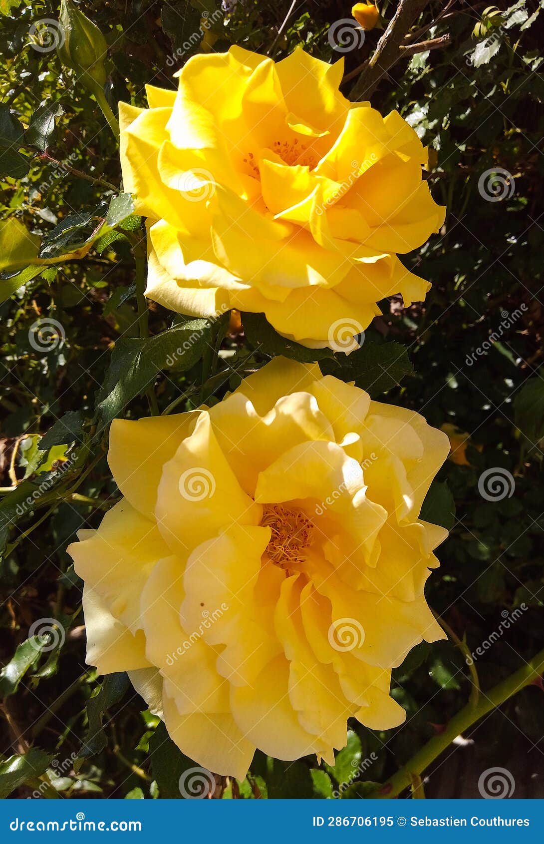 two very beautiful roses (rosa) of yellow color