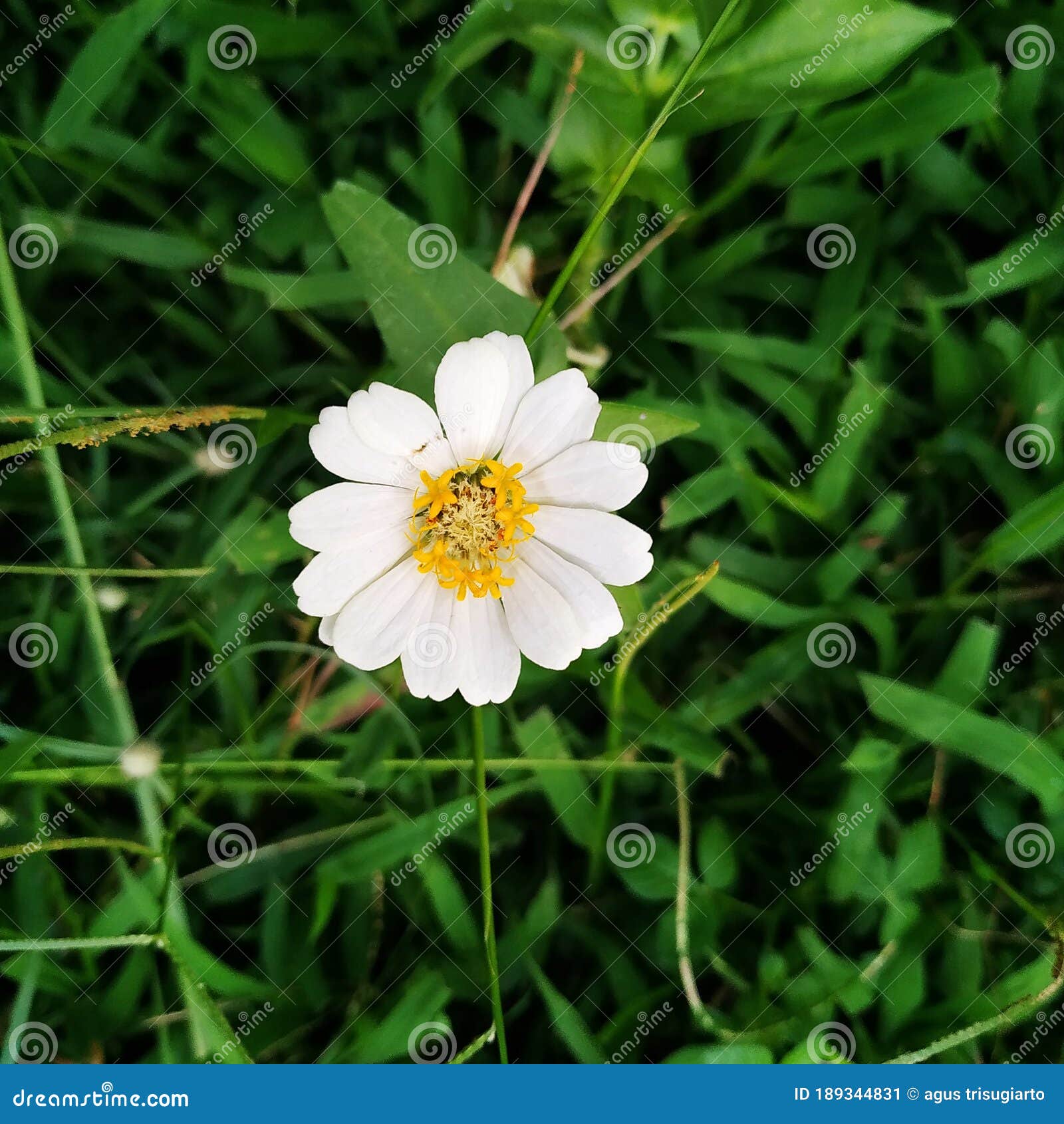 My Image 28