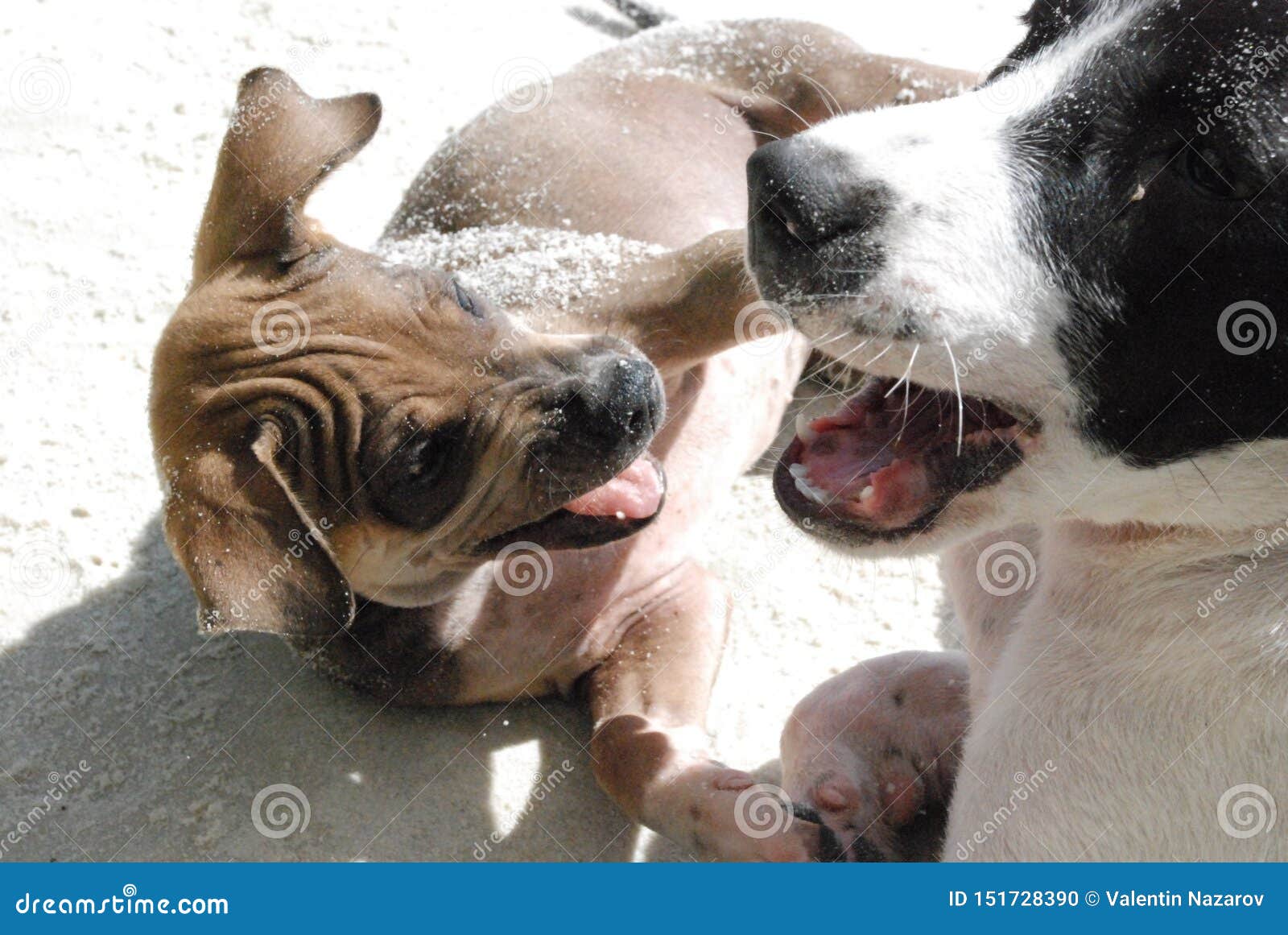Two Very Funny Dogs Playing with Each Other on the Sand by the Sea Stock  Photo - Image of playing, shepherd: 151728390