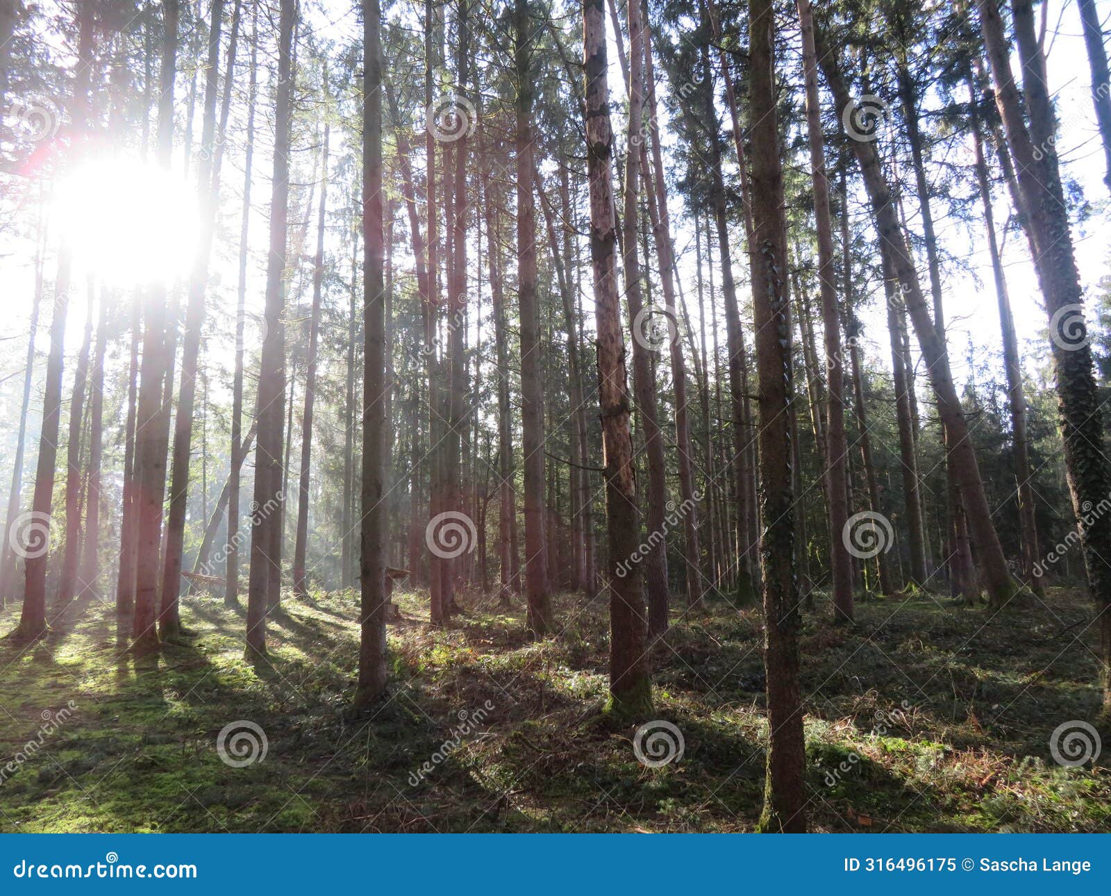 the forest between mÃ¼hldorf and tÃ¶ging at an early spring day