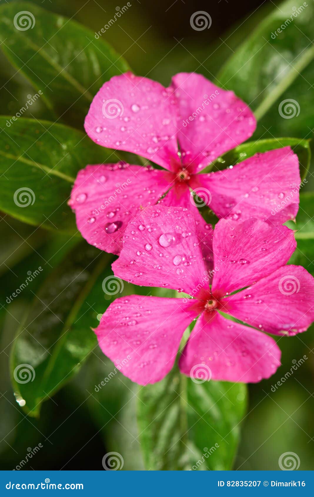 Two vinca flowers with dew stock image. Image of nature 82835207