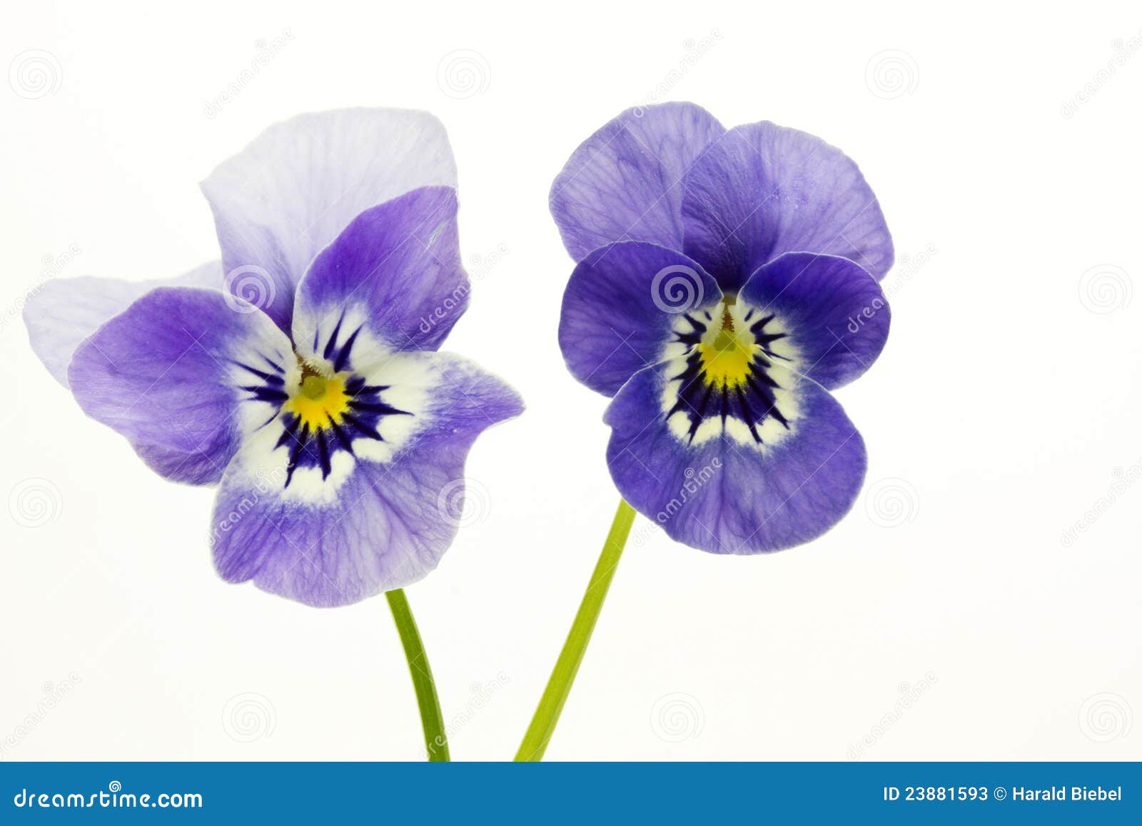 two viola cornuta flowers