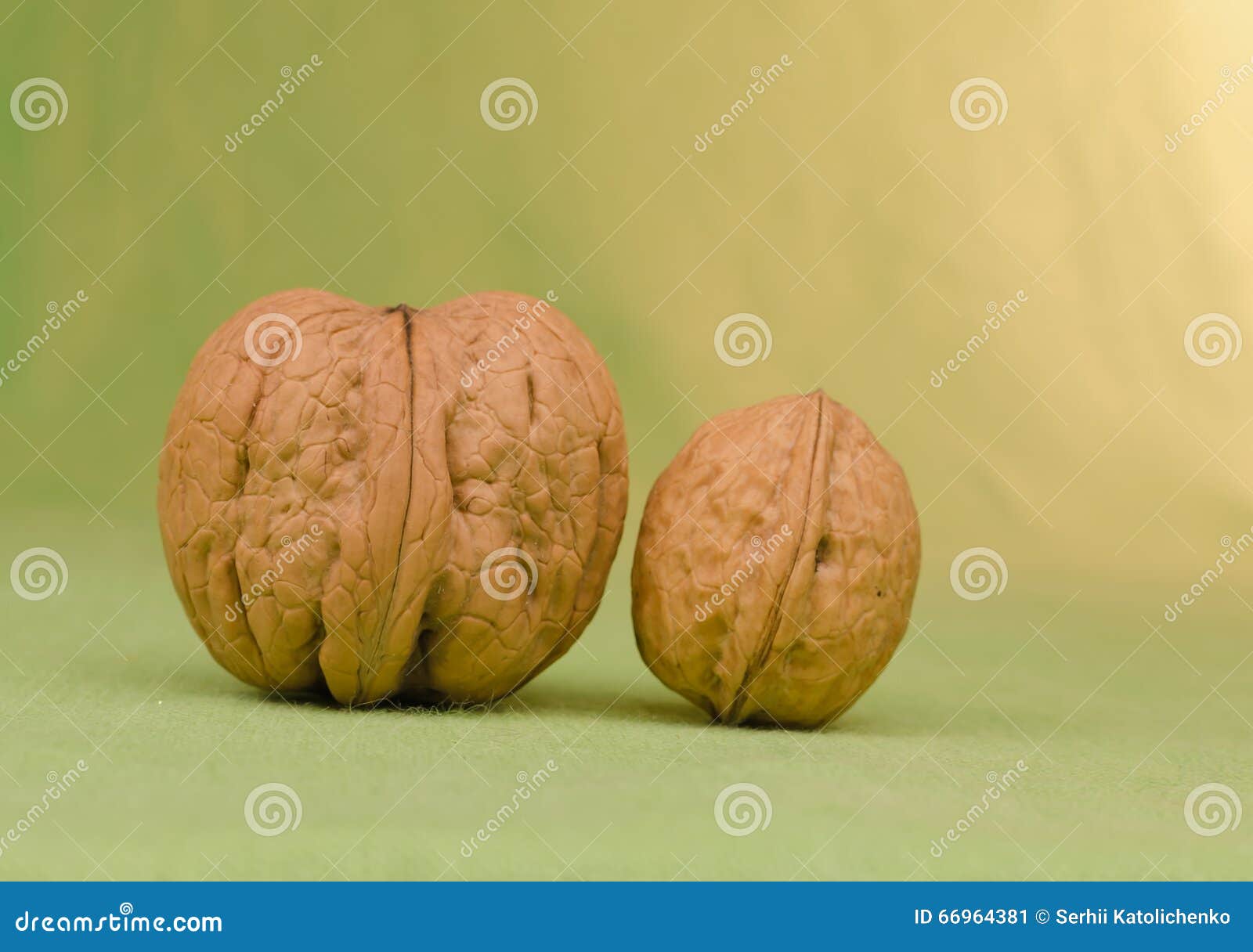 Two Walnuts Large and Small Stock Image Image of color, shell 66964381