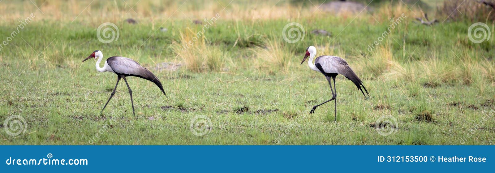 two wattled crane, a threatened species, in botswana, africa