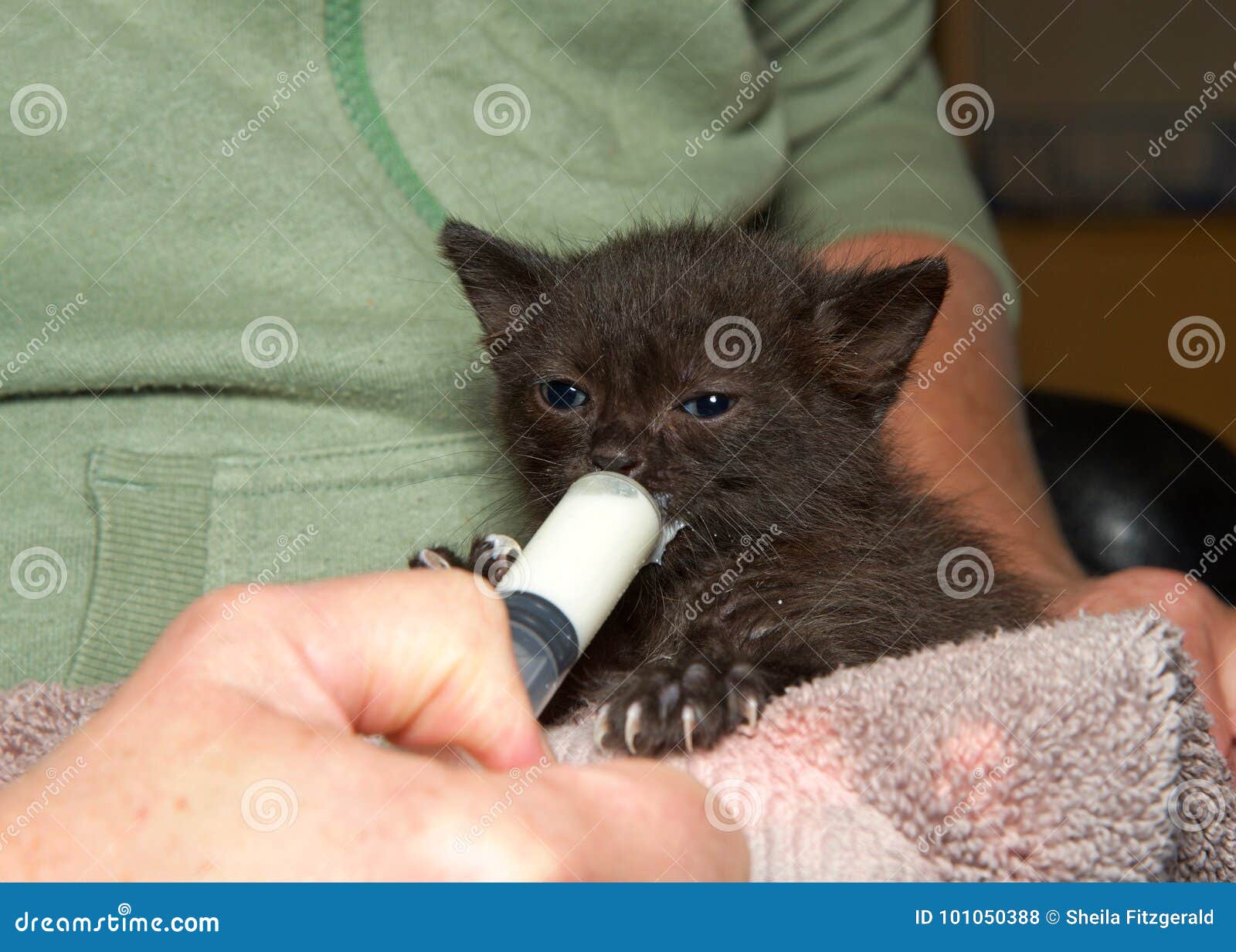 syringe for kitten