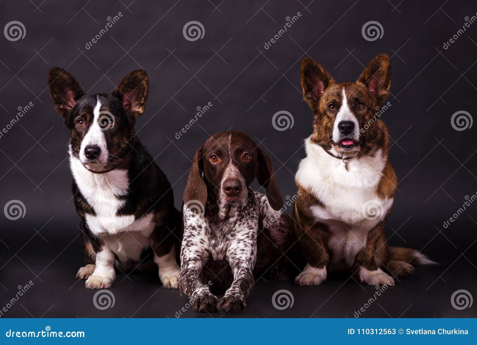 Two Welsh Corgi Cardigan And Kurzhaar Stock Image Image Of