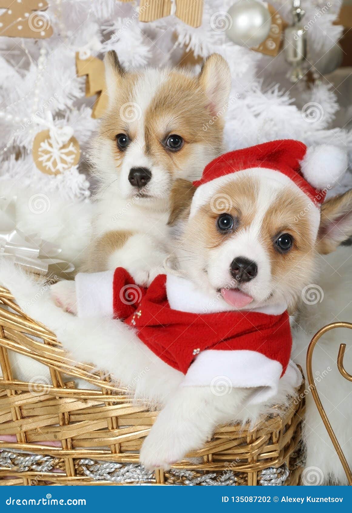 Two Welsh Corgi Pembroke Puppies Sitting In A Sleigh Stock Photo Image Of Holiday Breed Two Welsh Corgi Pembroke Puppies Sitting In A Sleigh Stock Photo Image Of Holiday Breed
