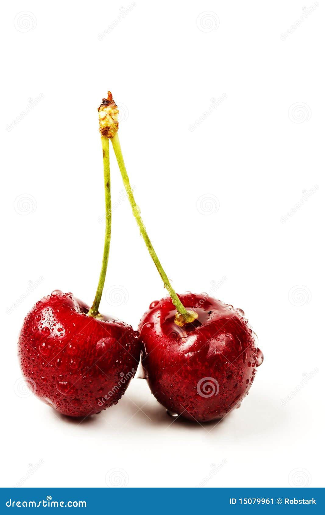 Two wet cherries stock image. Image of stem, white, summer - 15079961