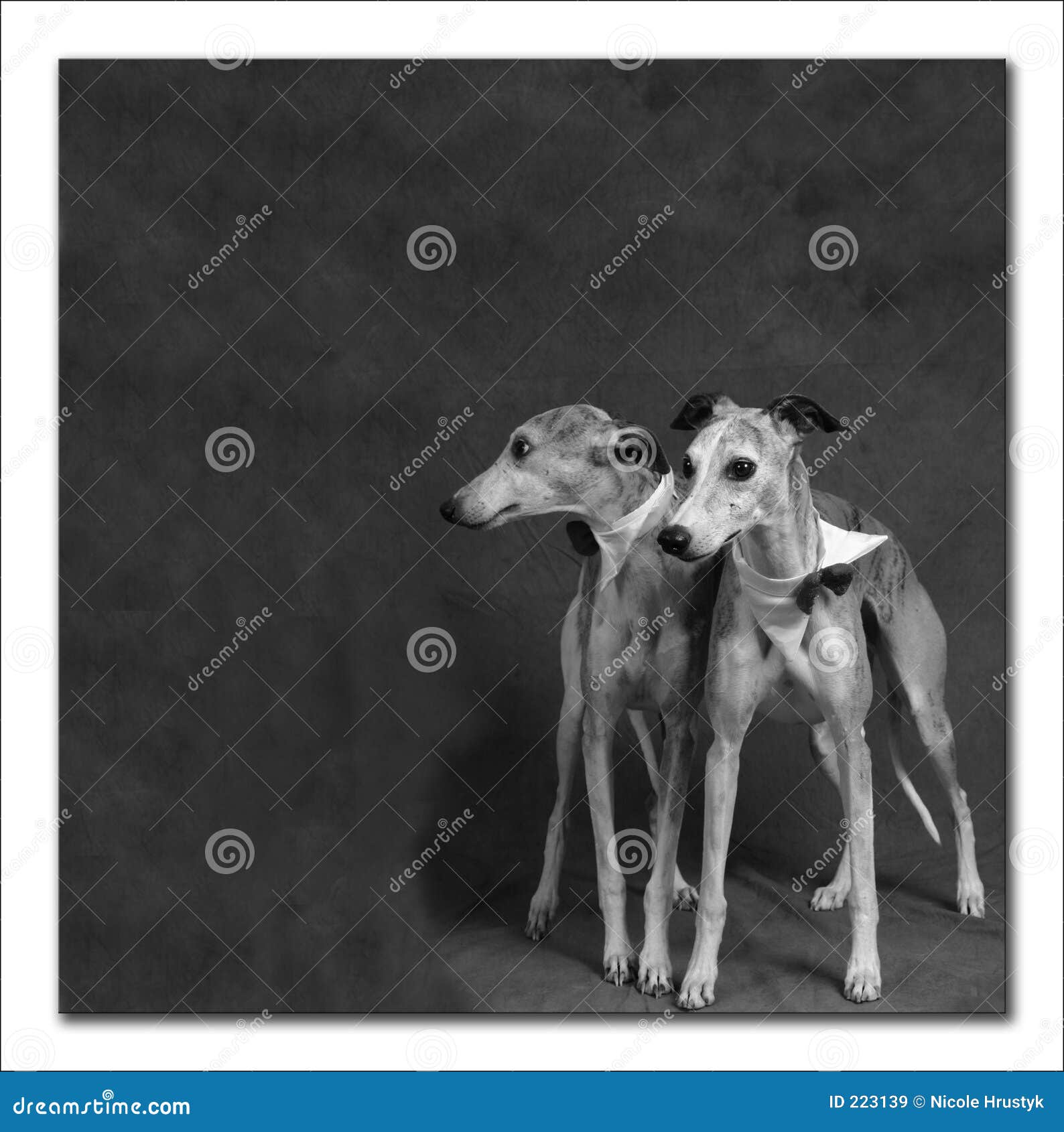 2 whippets sale