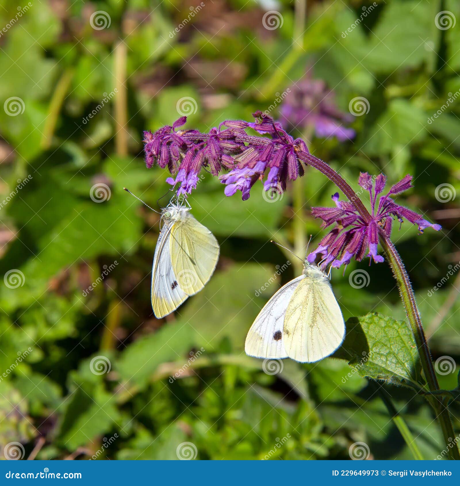 Two White Butterflies Sit On A Purple Flower Stock Image Image Of