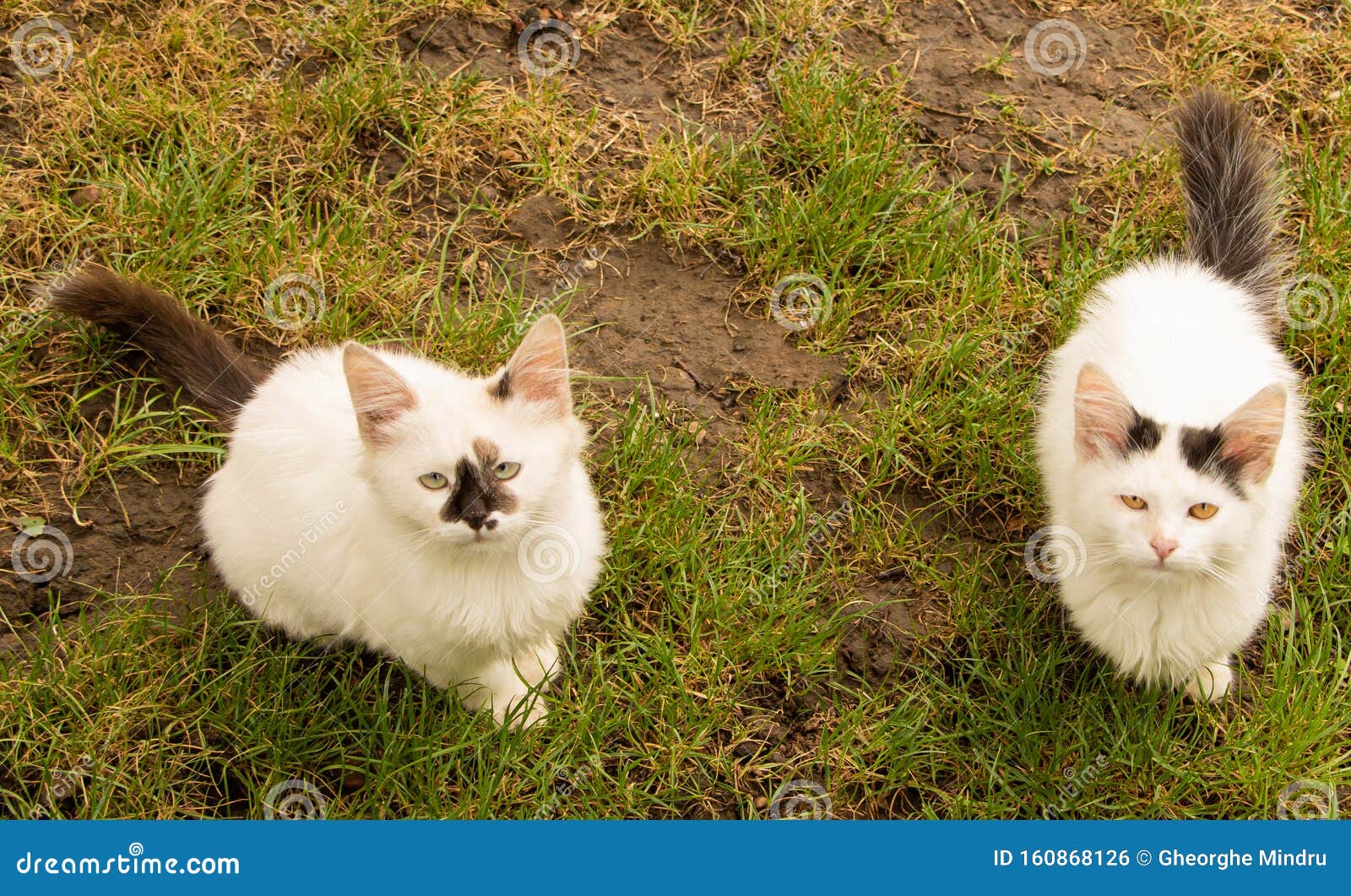Two White Cat Siblings in the Grass Looking at the Camera Stock Photo Image of family, kittens