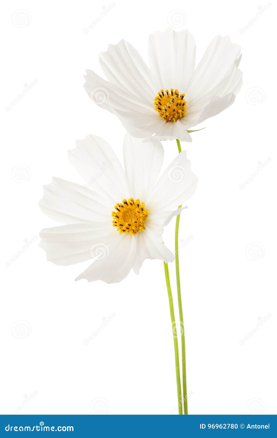 two white cosmos flowers  on white background. garden cosmos
