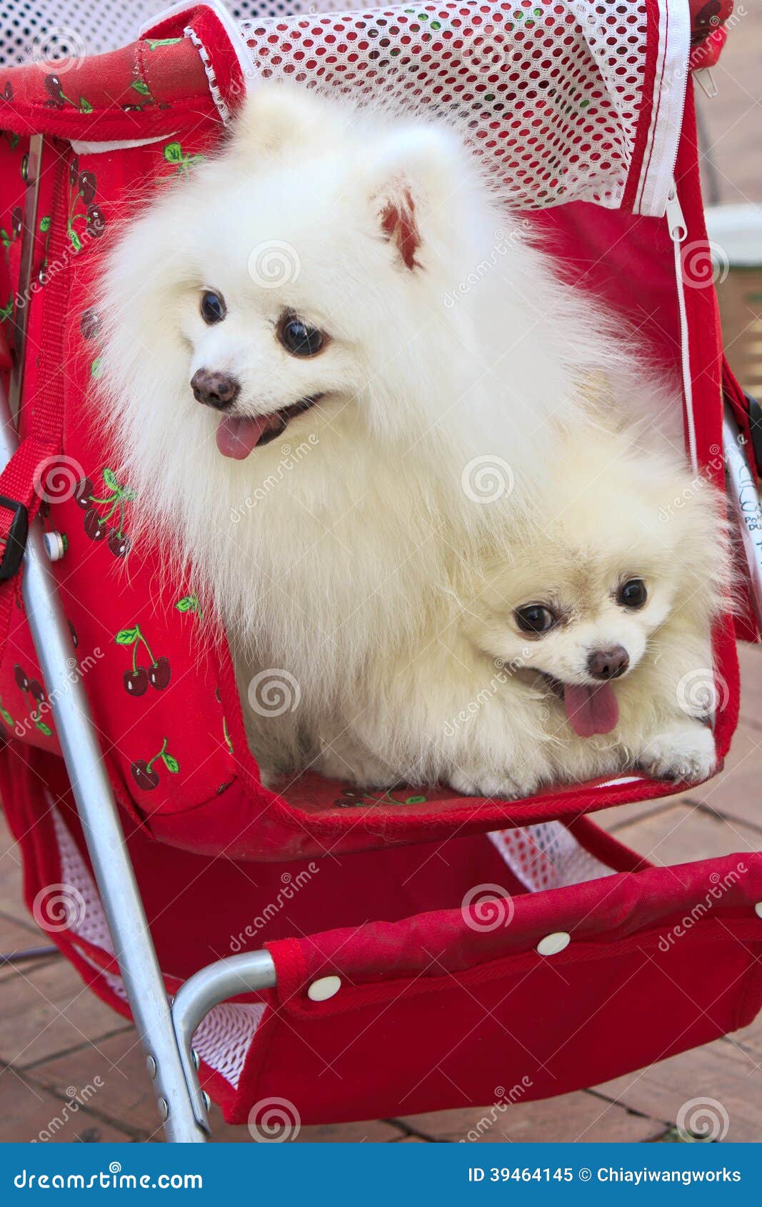 The two white dogs in pram stock image. Image of dogs 39464145