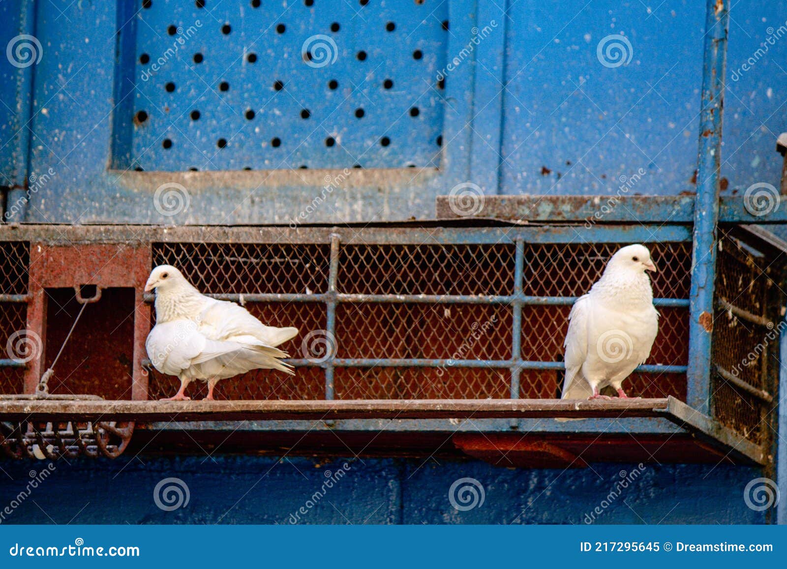 two white doves are sitting on a rusty dovecote