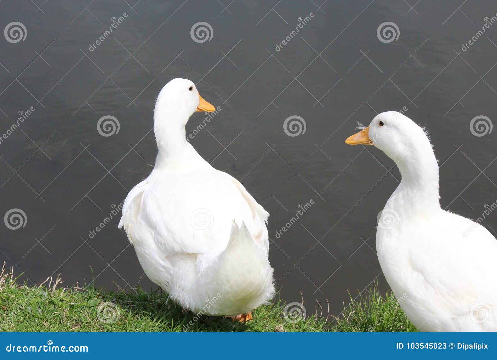 ducks two years ducks two years
