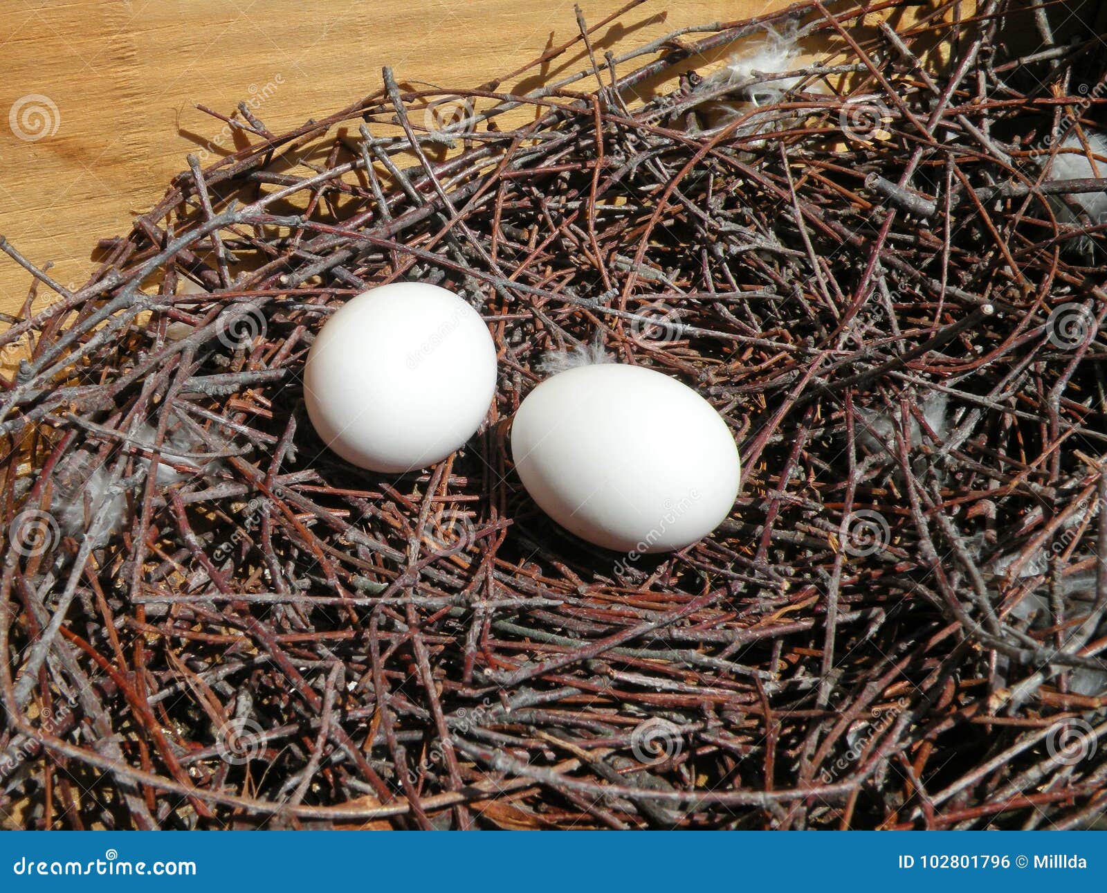 Two white eggs in nest stock photo. Image of brown, birds 102801796