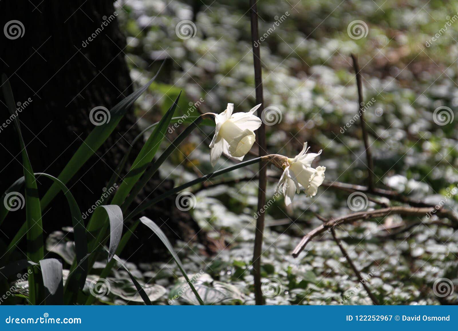 Two White Flowers at the Base of a Tree Stock Image Image of