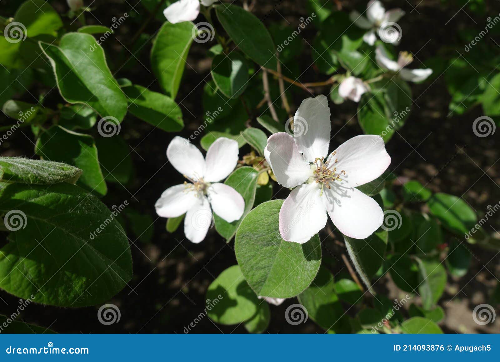 Two White Flowers of Quince in May Stock Photo Image of pink, botany 214093876