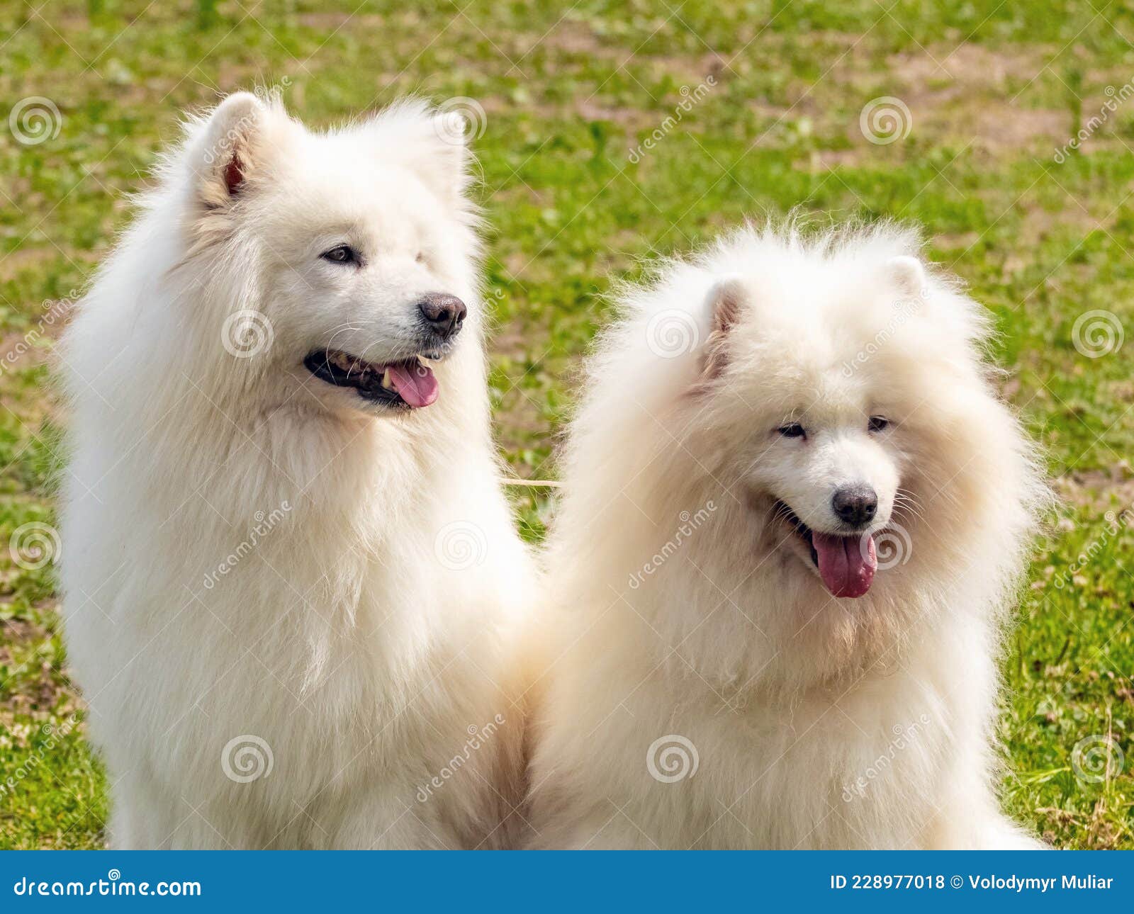 Two White Fluffy Dog Breed Samoyed Close Up Stock Photo Image of