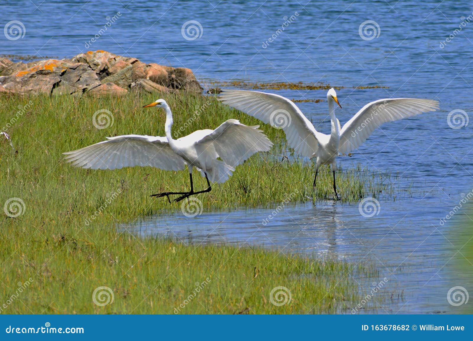 Two White Herons Come in for a Landing Stock Photo Image of feed