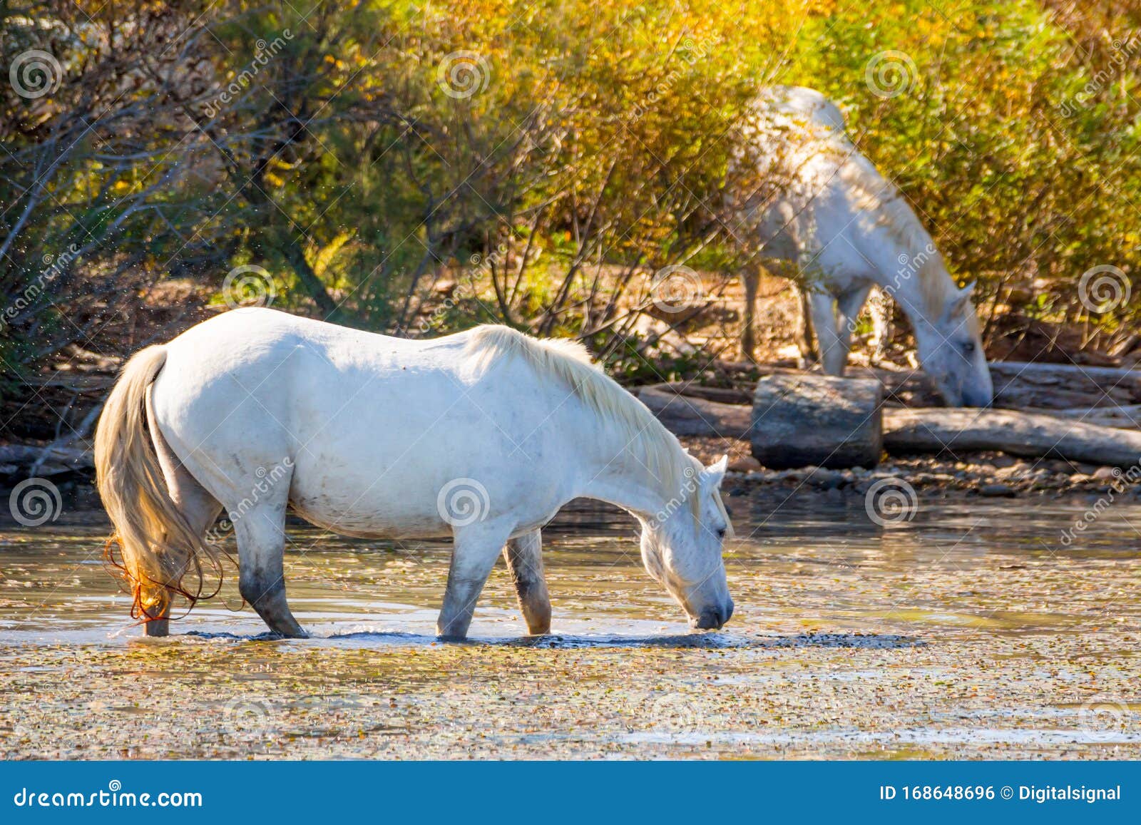 two white horses in a beautiful sunny day in camargue, france