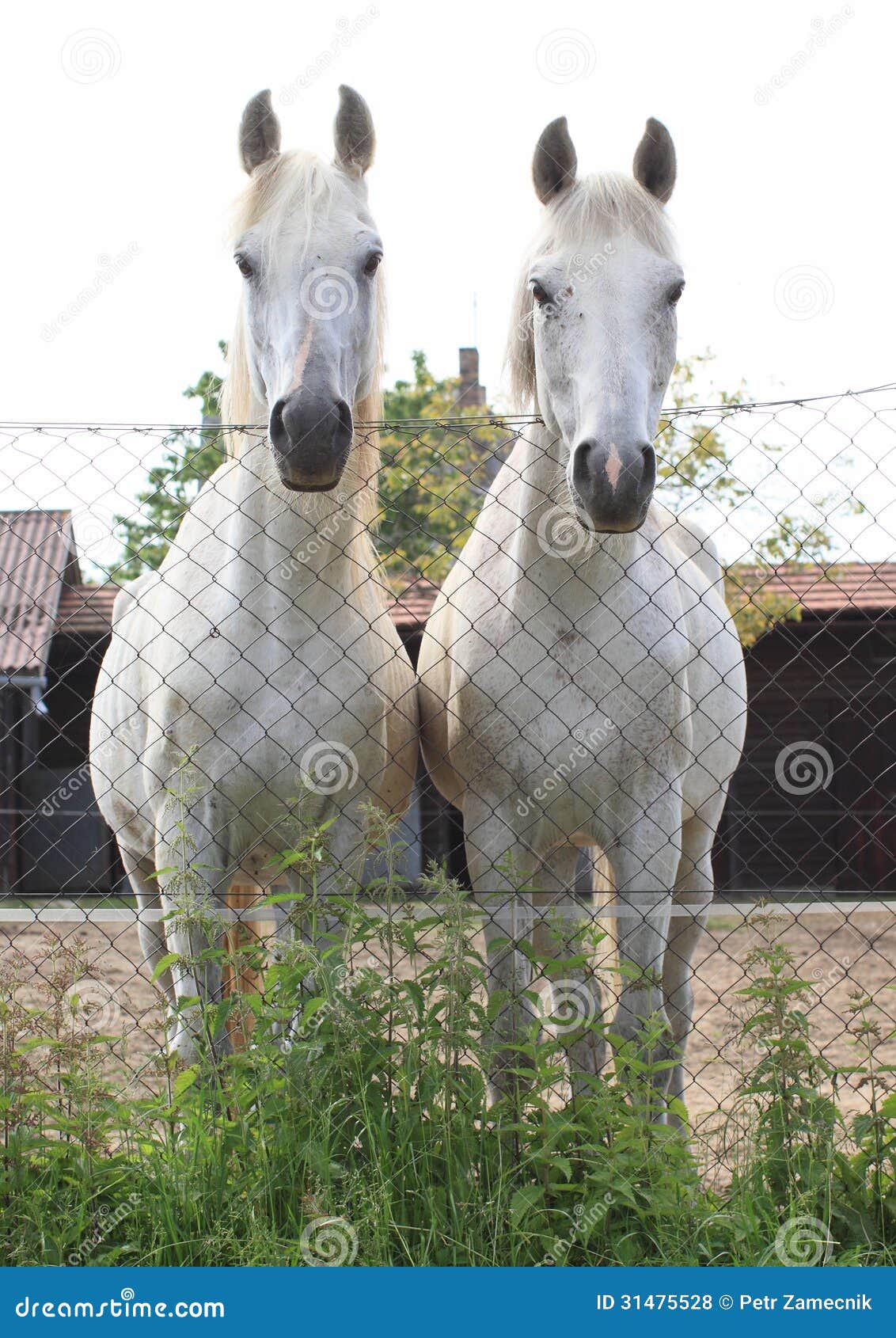 Two white horses stock photo. Image of stand, mouth, animals 31475528