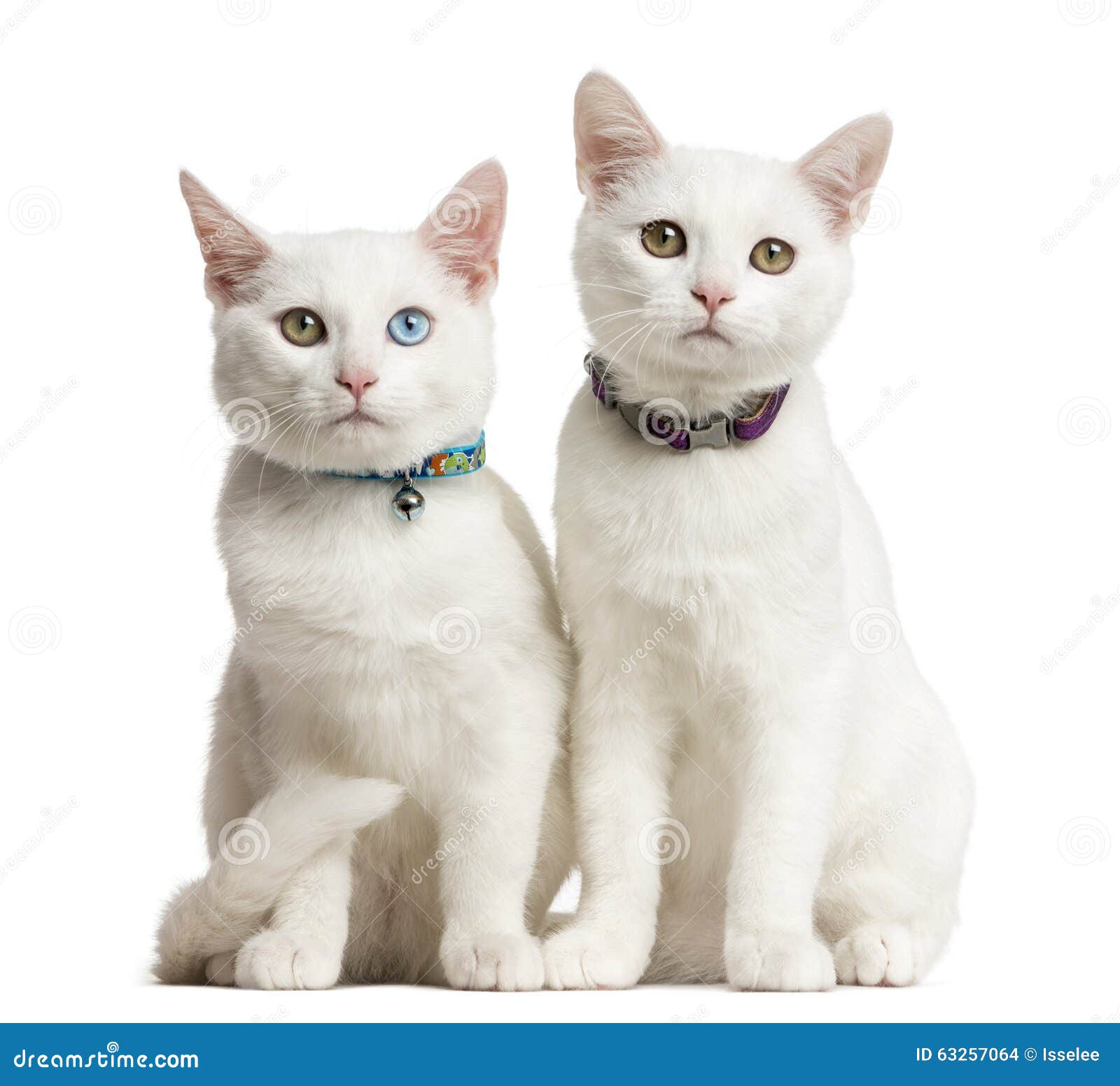 two white kittens siting