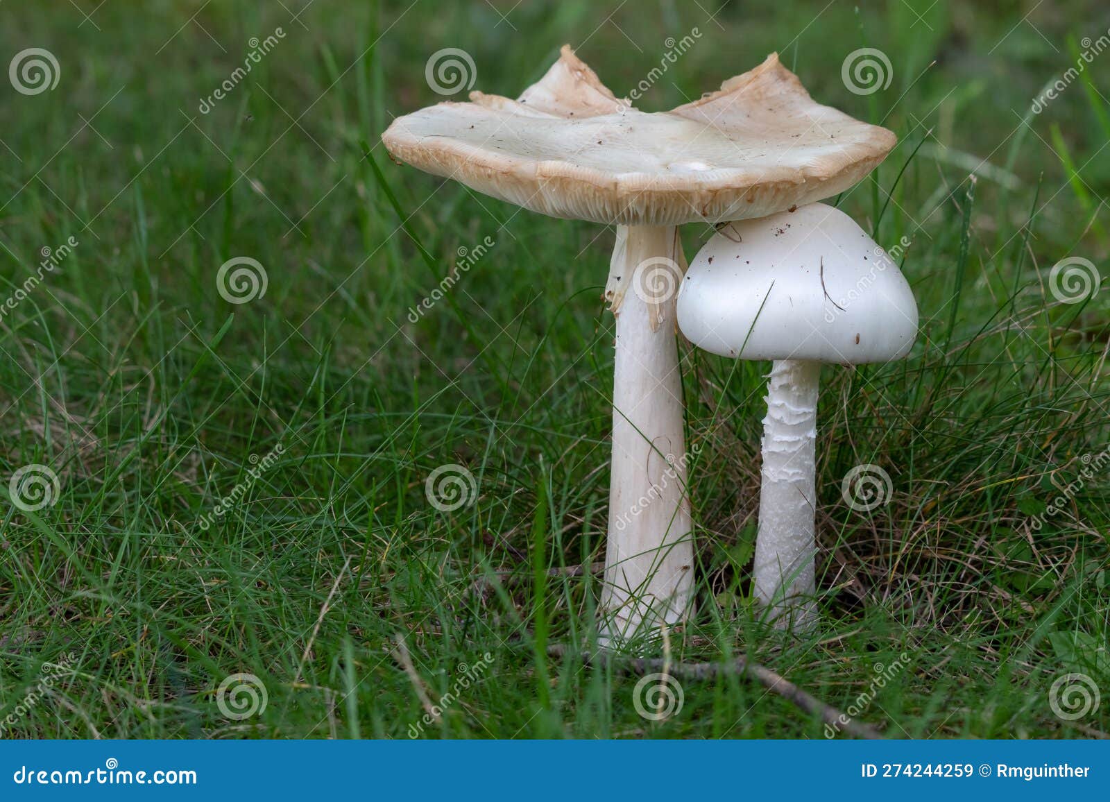 Two White Mushrooms Growing in the Grass during the Summer. Stock Image