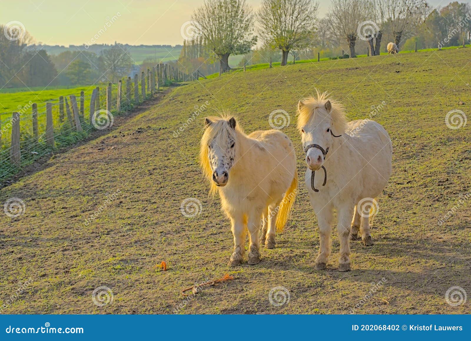 two white ponies in a field in the hills of  flemish ardennes on a sunny autumn day