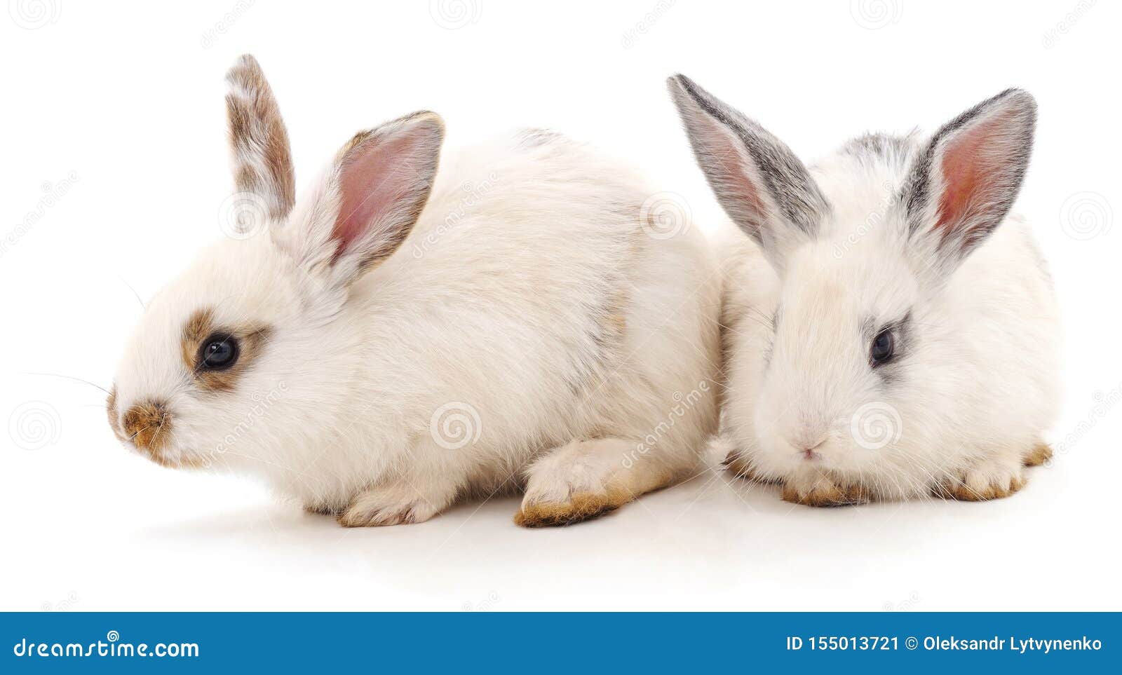 Two white rabbits stock image. Image of bunny, small 155013721