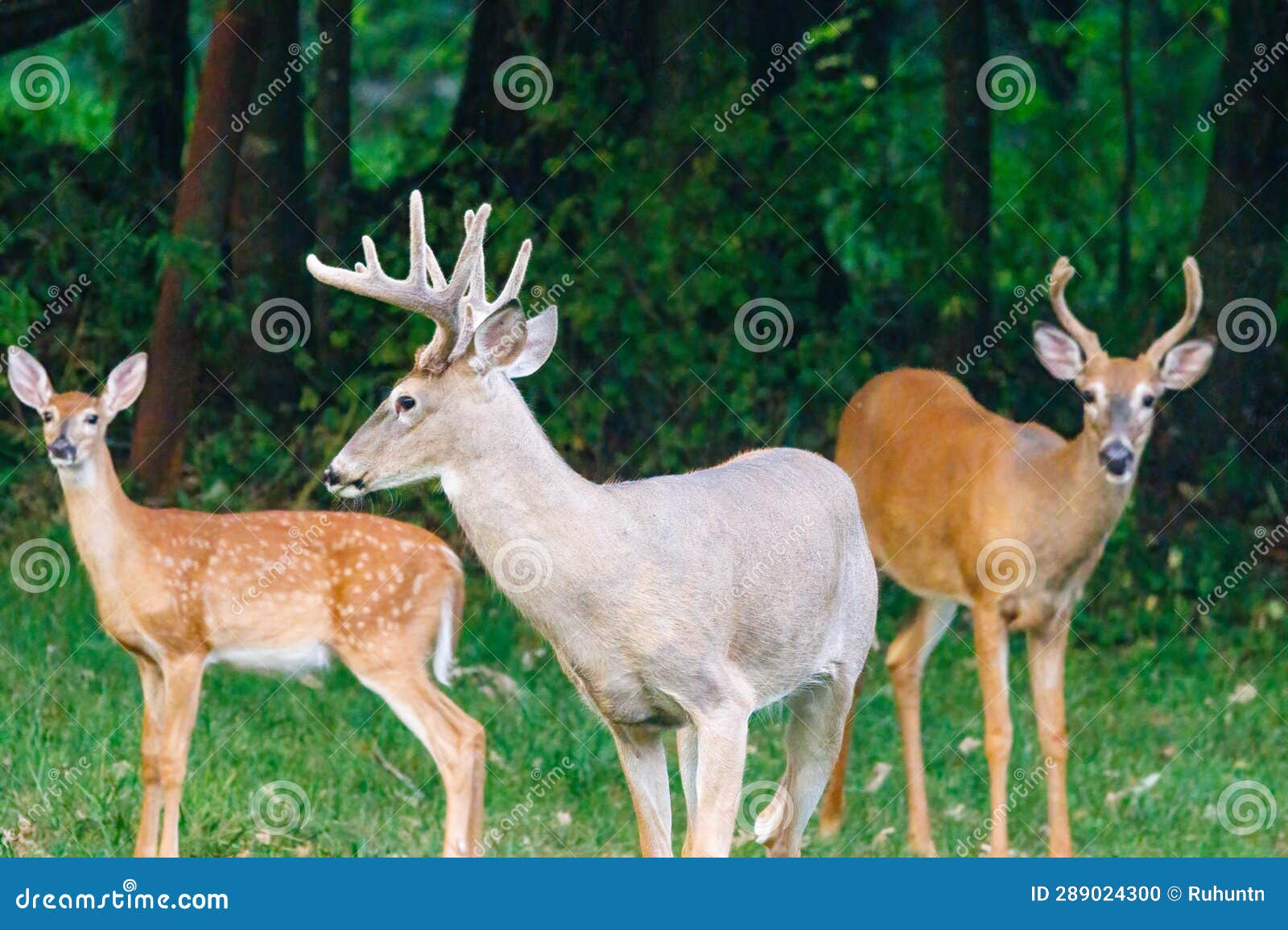 Two White-tailed Deer Bucks with Velvet Antlers and a Fawn Stock Photo ...