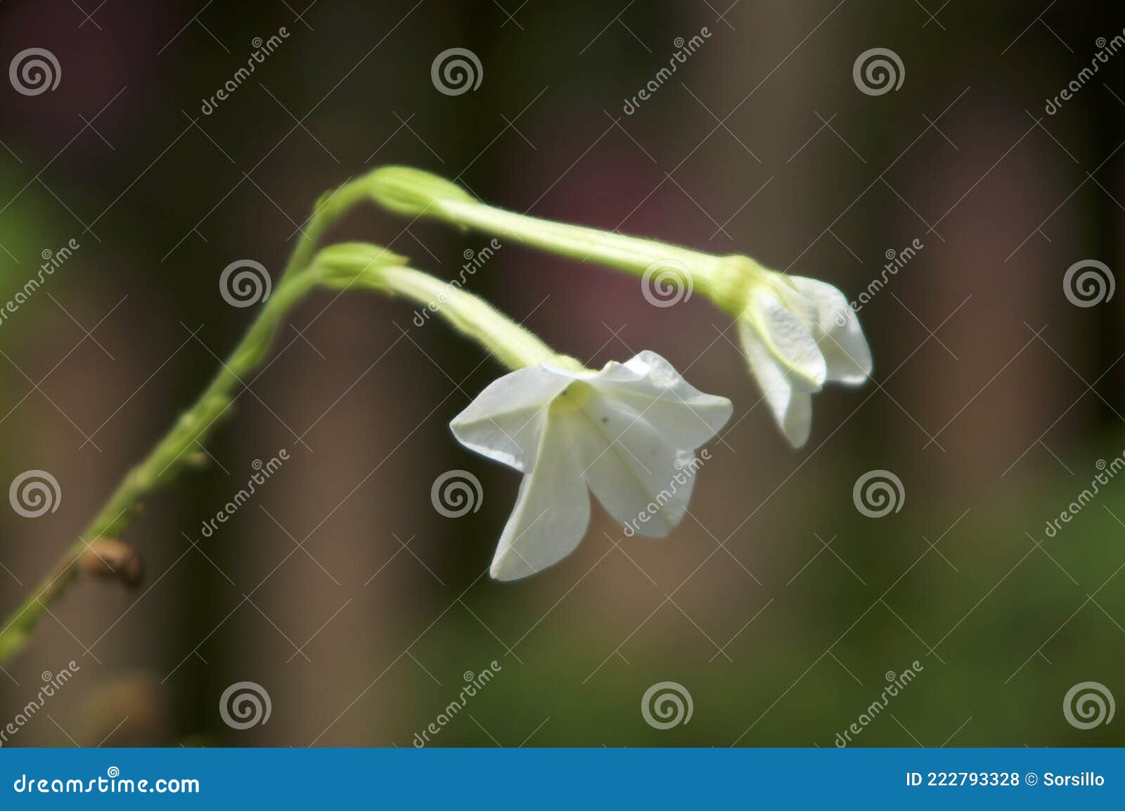 Persian Jasmine