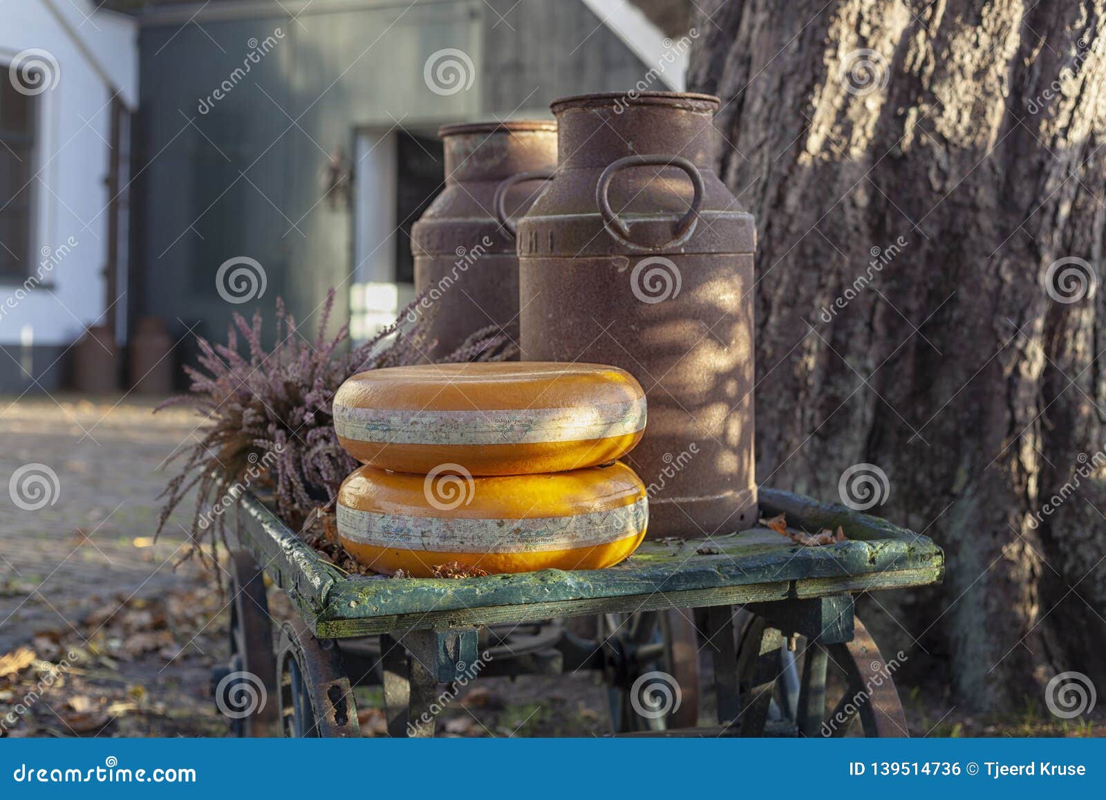Two Whole Cheese Wheels Outside of an Old Barn Stock Photo - Image of