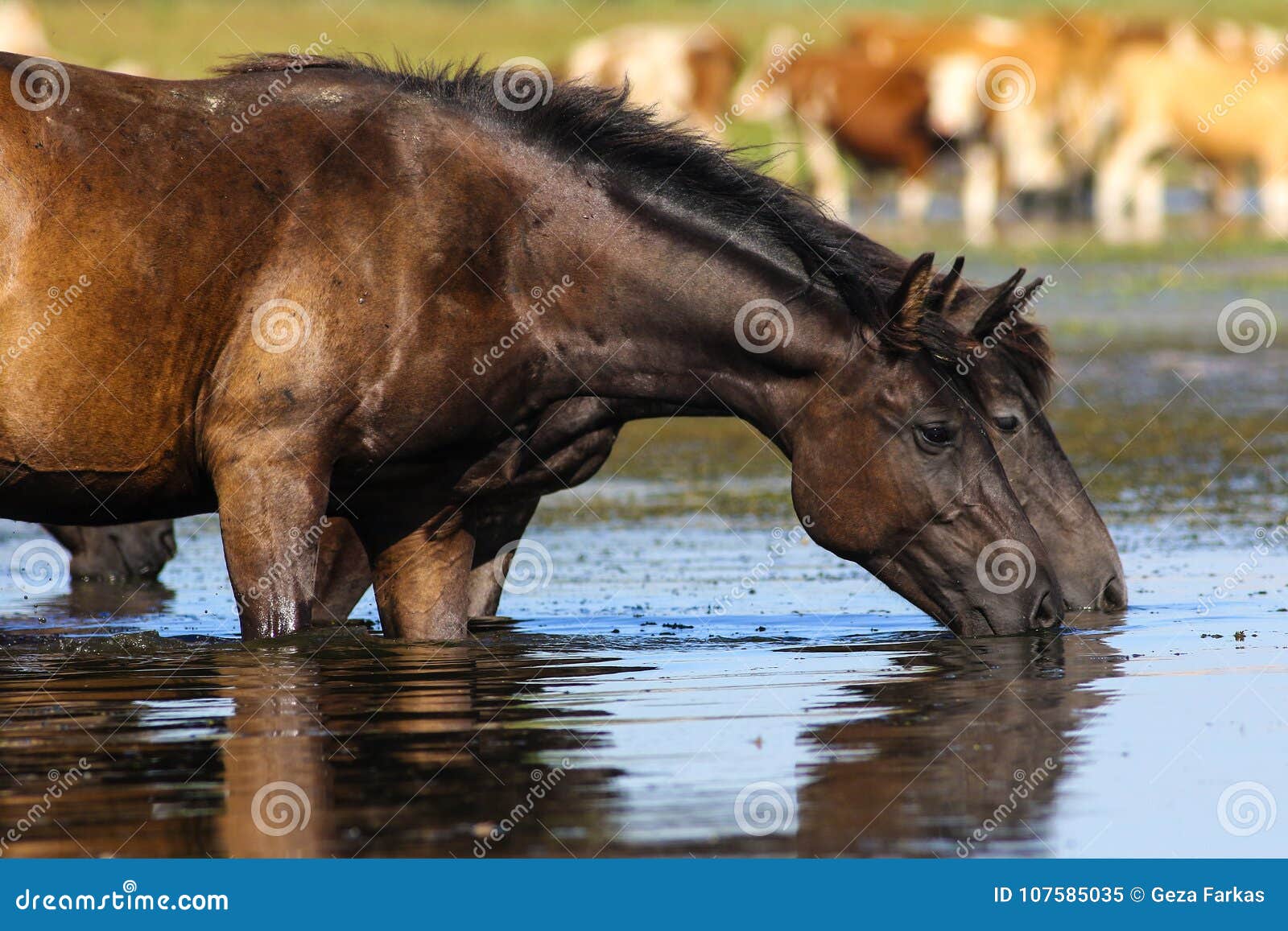 Two Wild Black Horses Drinking Water Stock Image Image of water