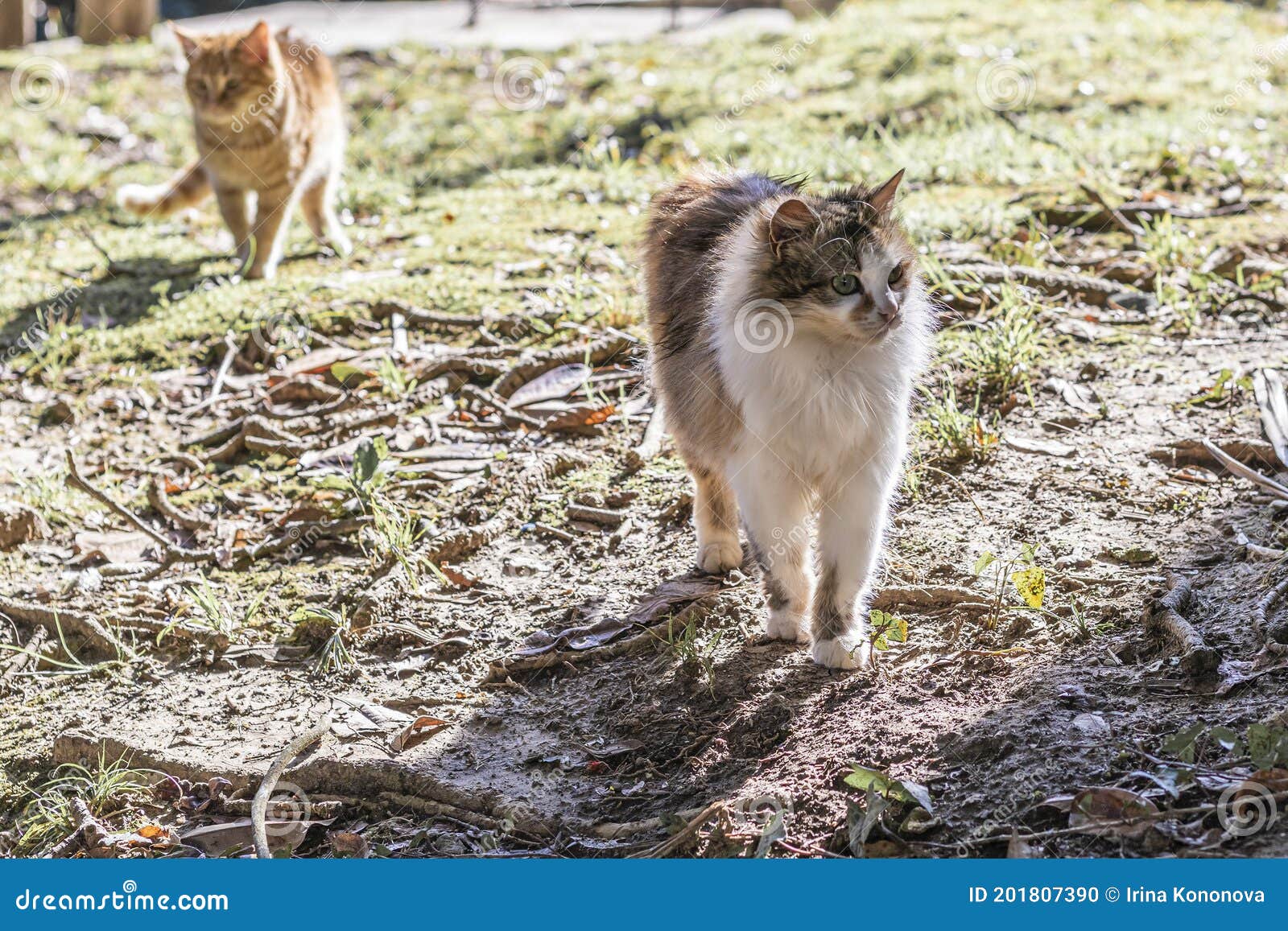 Two Wild Cats Walking in the Woods Stock Photo Image of hunting