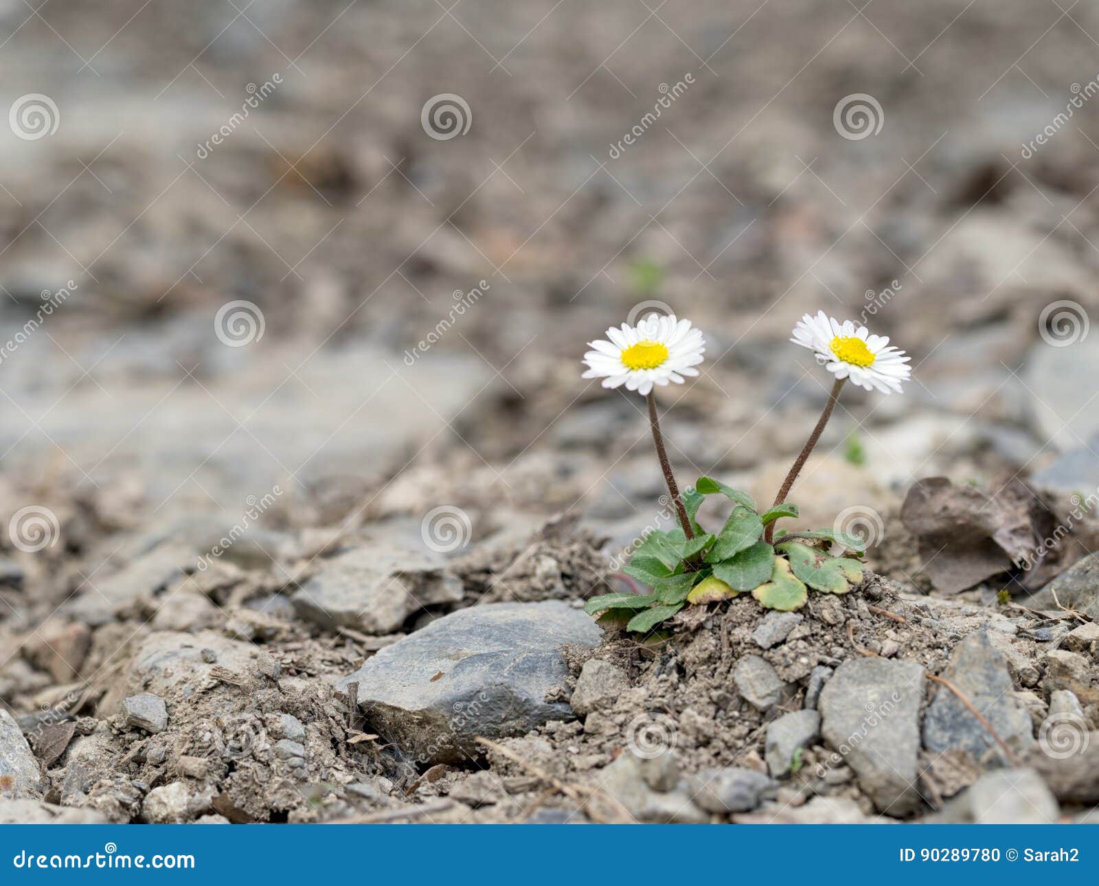 two wild daisy survivors, on stony ground.