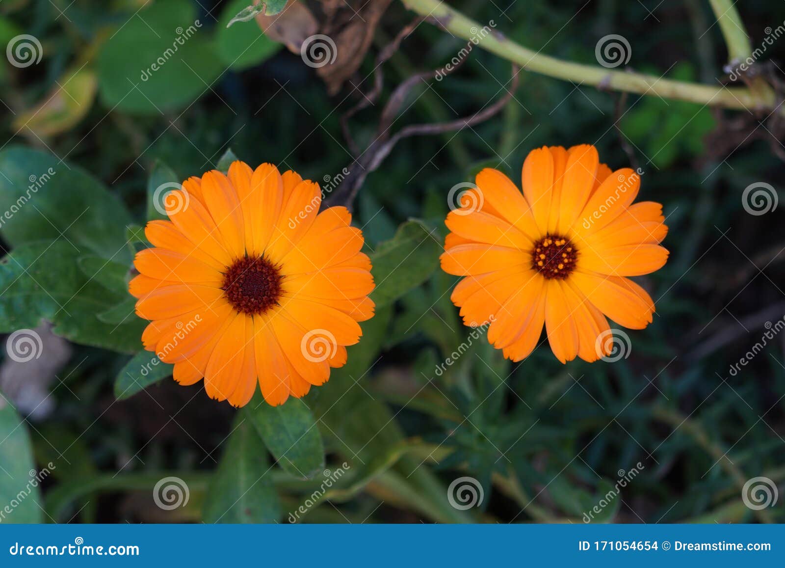 Two wild orange daisies stock photo. Image of high, detallesflor