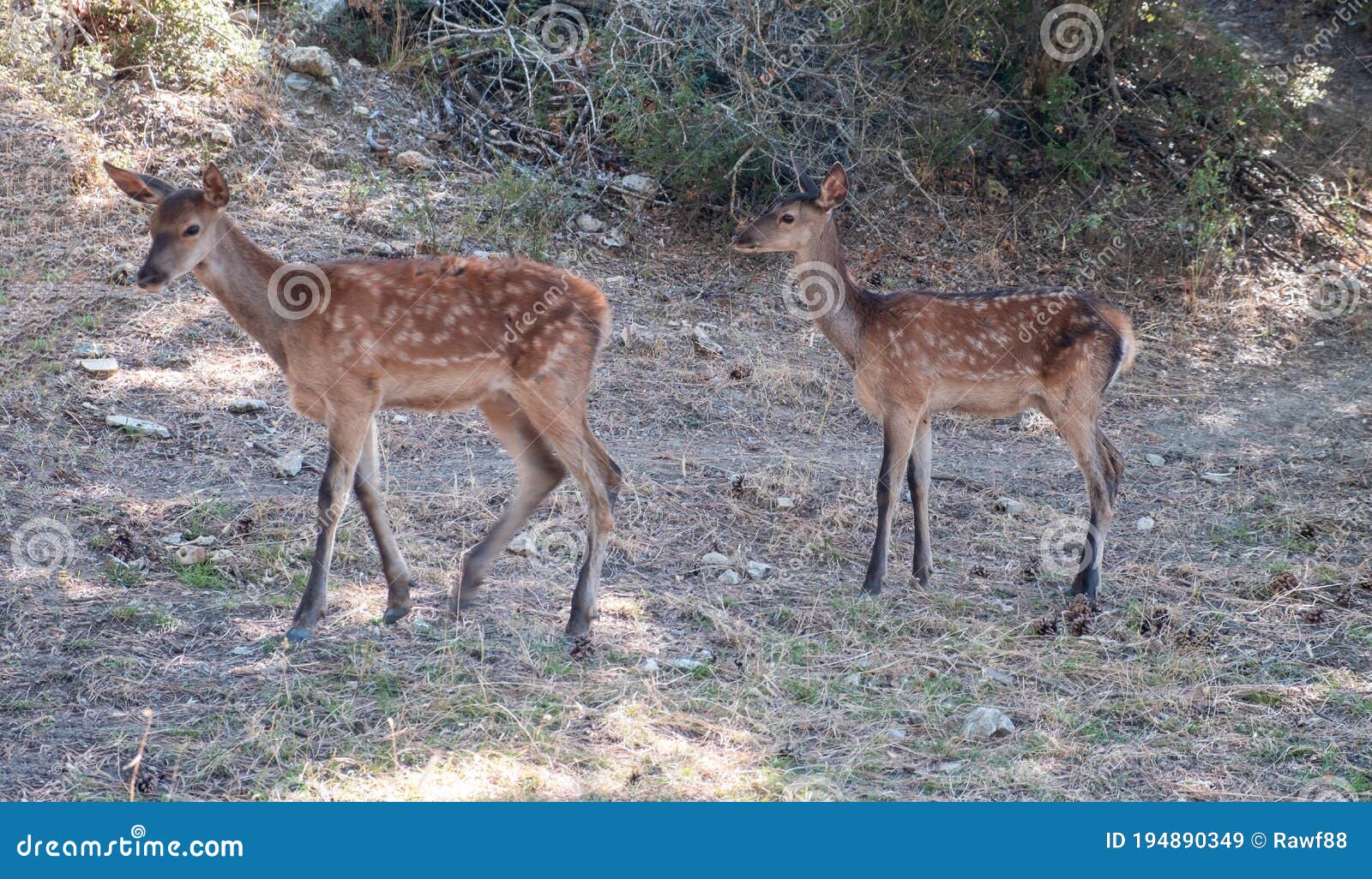 Two Wild Red Deer Fawns, Cervus Elaphus, at Parnitha Forest Mountain, Greece  Stock Image - Image of greece, grass: 194890349