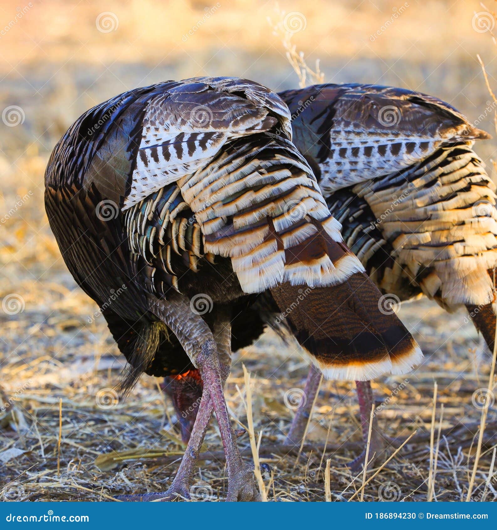 Two Wild Turkeys Eating Corn Stock Photo Image of gobbler, birds