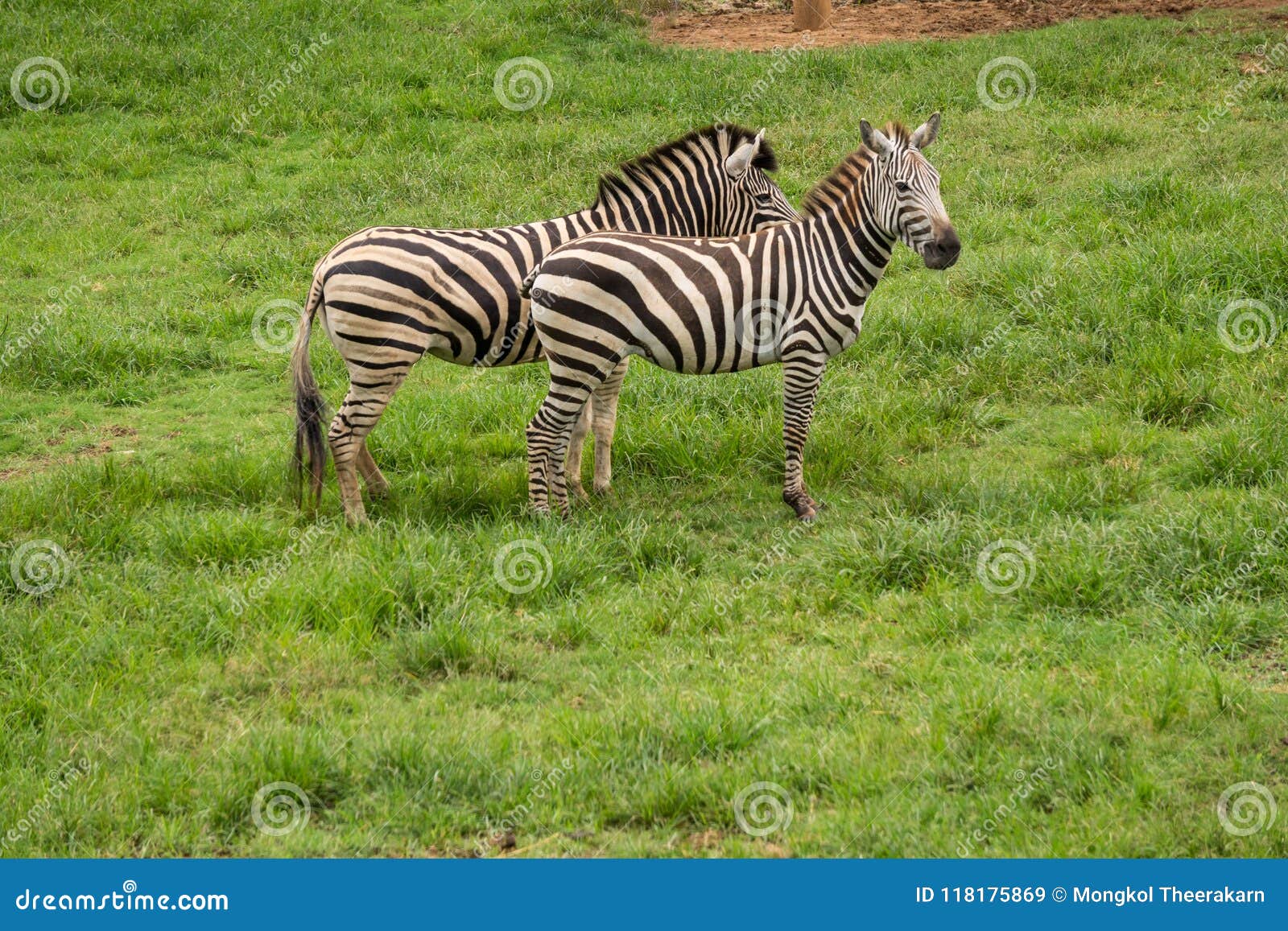 Two Wild Zebras on Meadow Like Horse with Black and White Lines on Its Body  Stock Image - Image of wildlife, like: 118175869