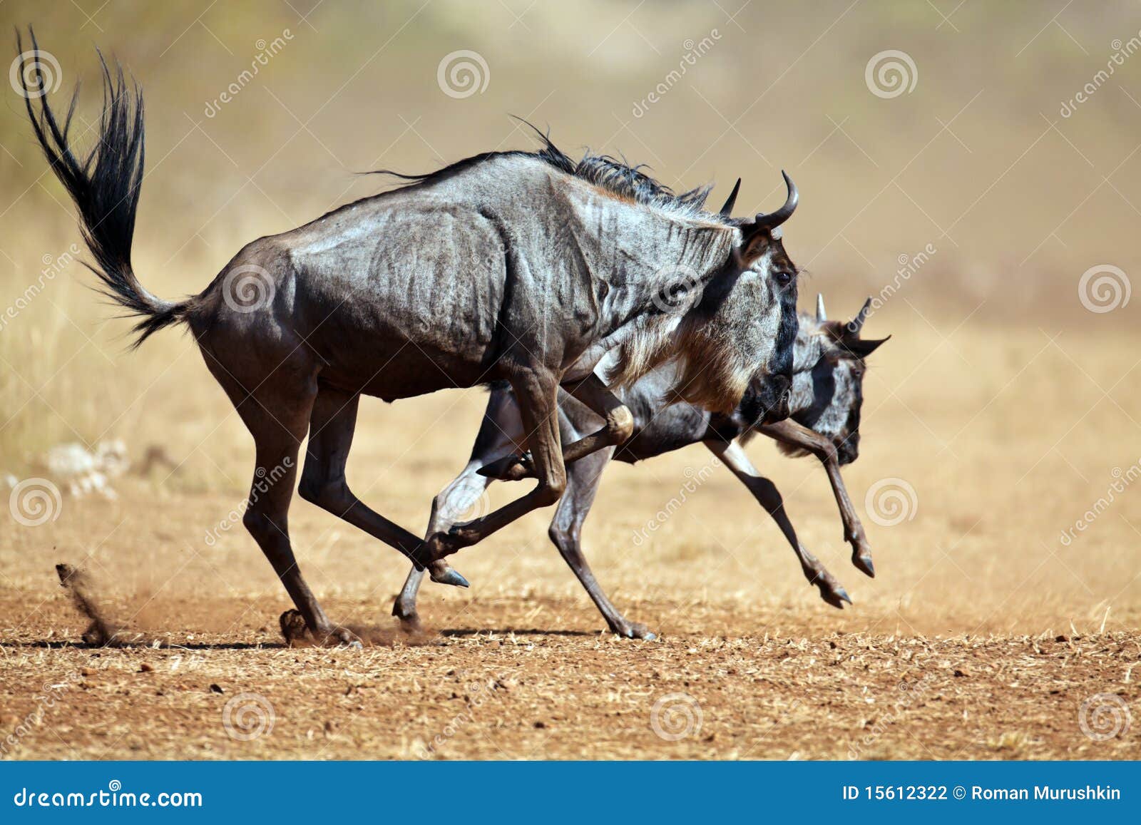 two wildebeests running through the savannah